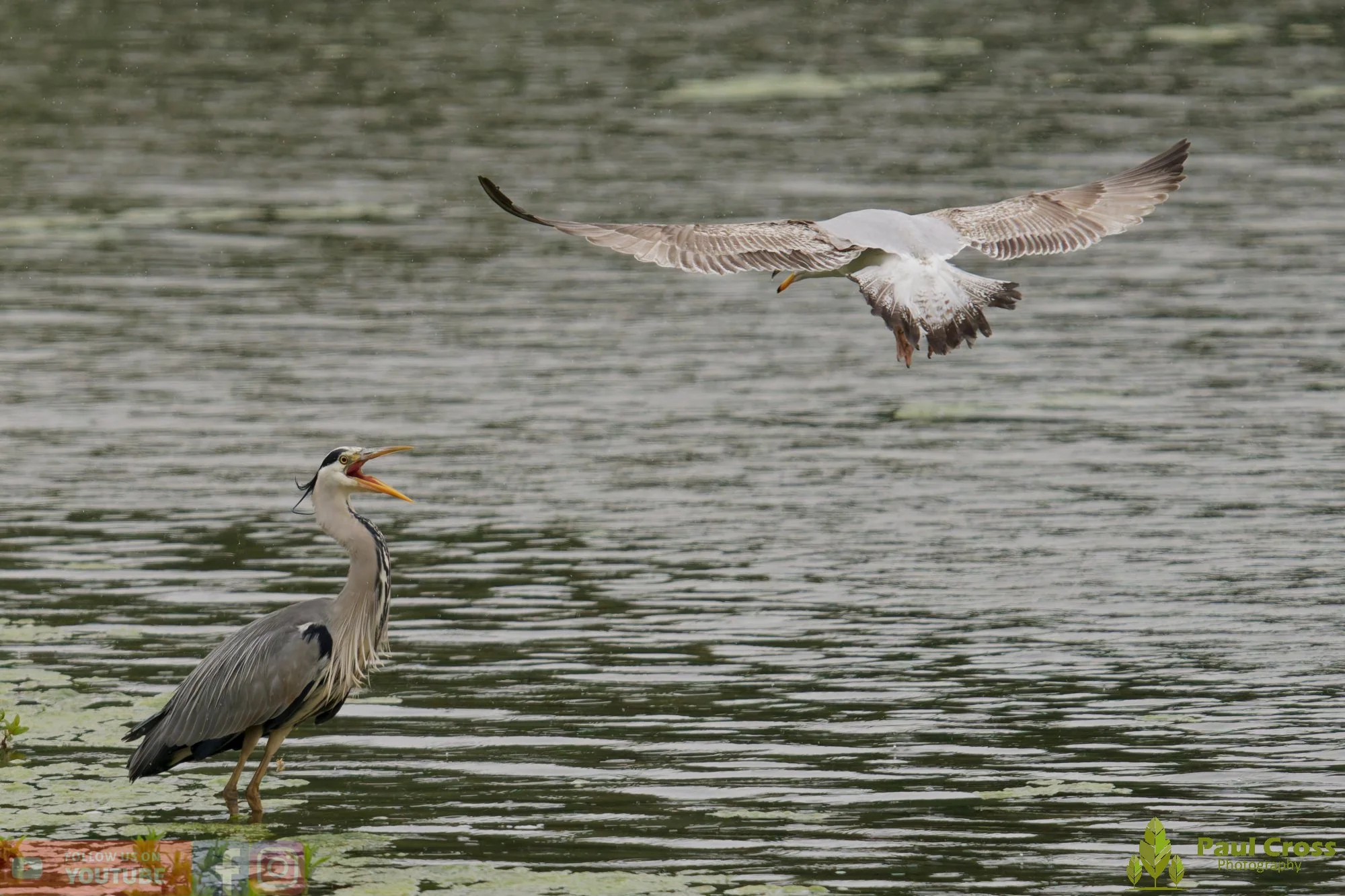 Grey Heron-00742.jpg