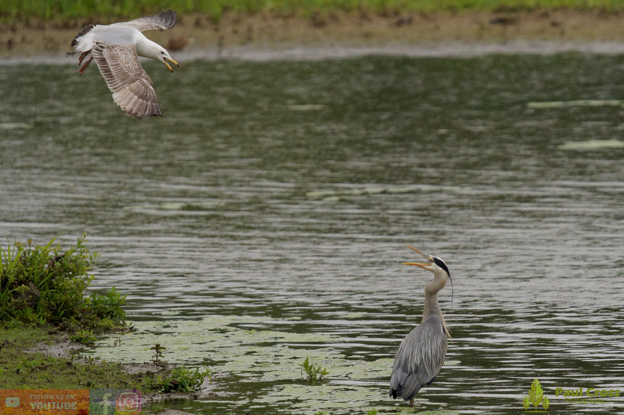 Grey Heron-00744.jpg