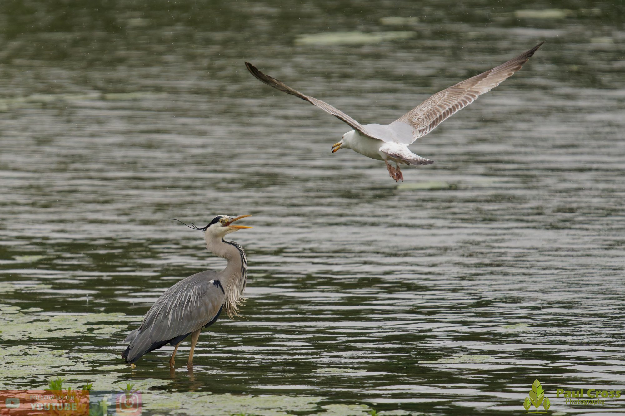 Grey Heron-00745.jpg
