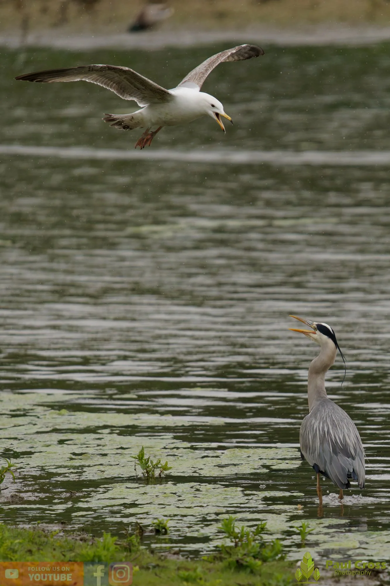 Grey Heron-00746.jpg