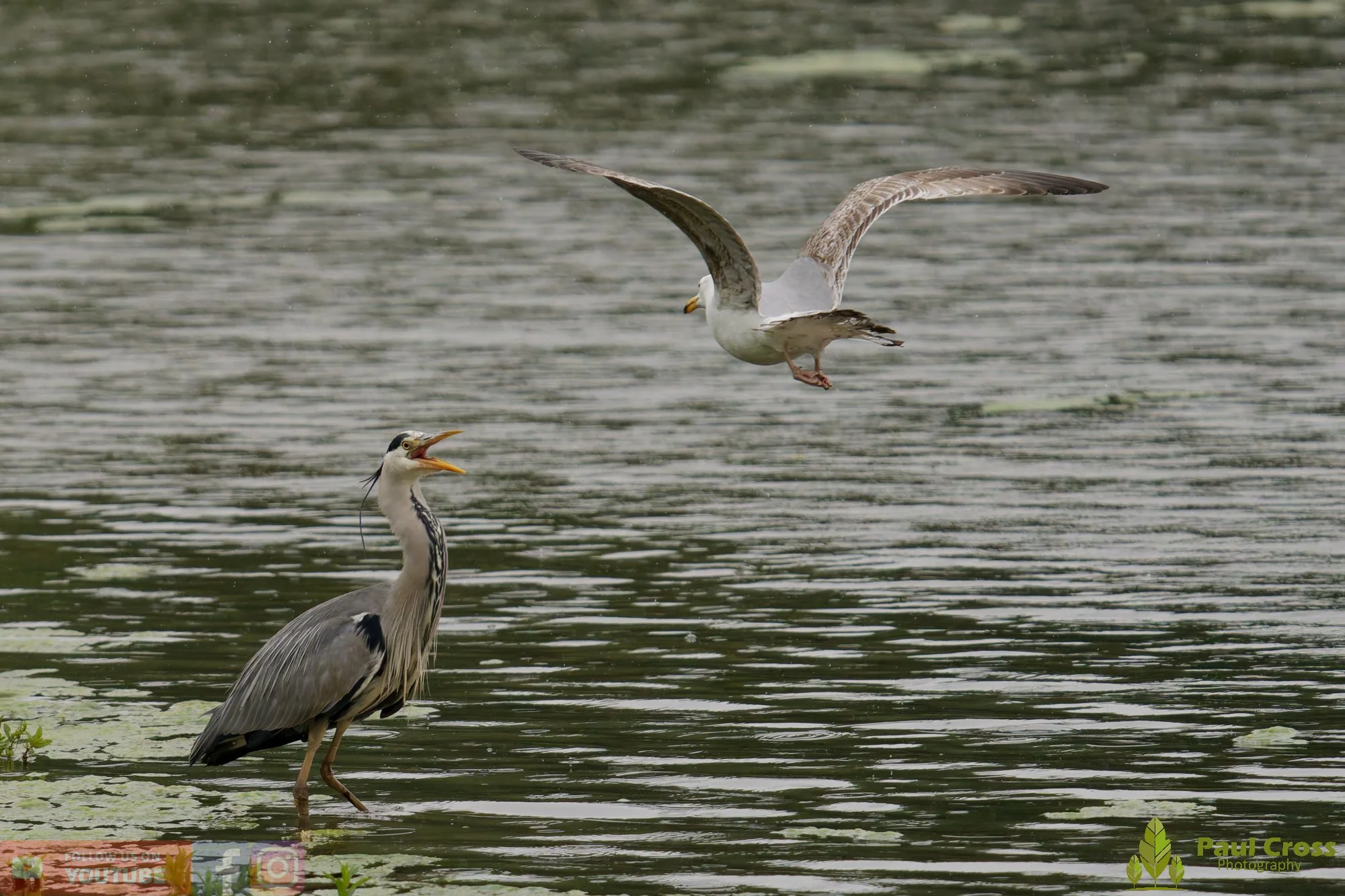 Grey Heron-00747.jpg