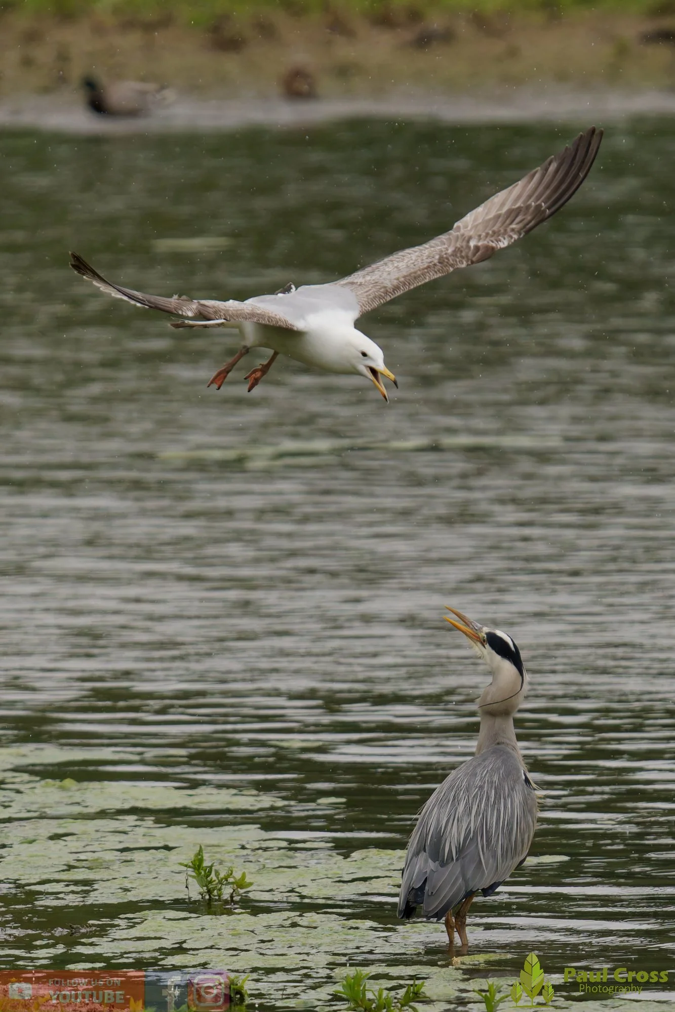 Grey Heron-00748.jpg