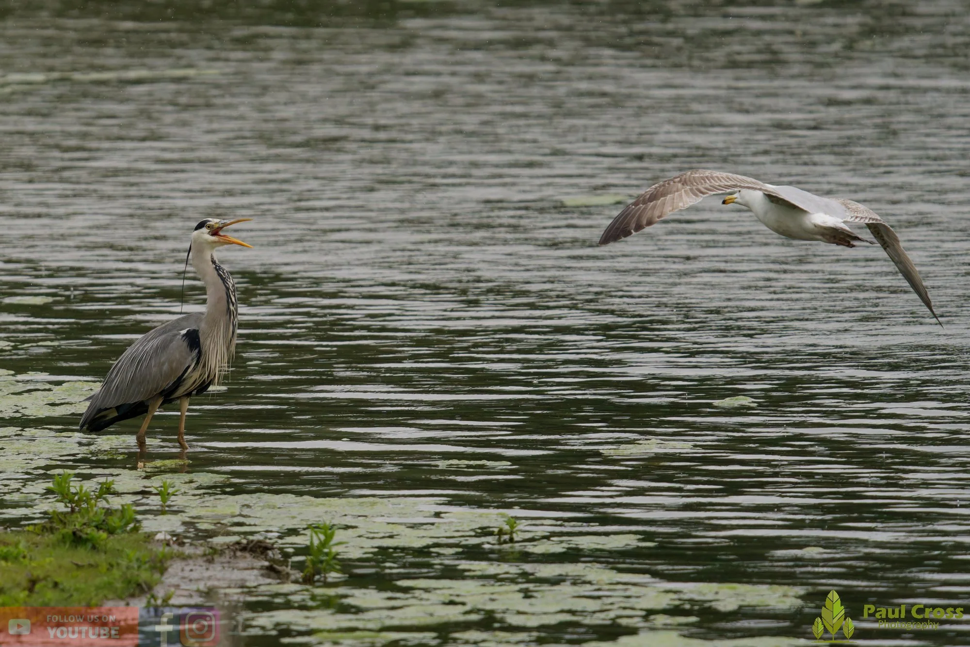 Grey Heron-00749.jpg