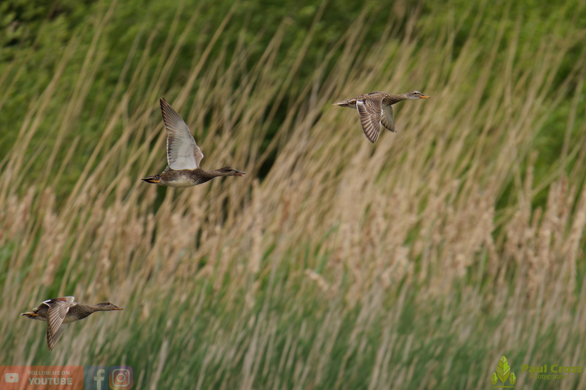 Gadwall-00295.jpg