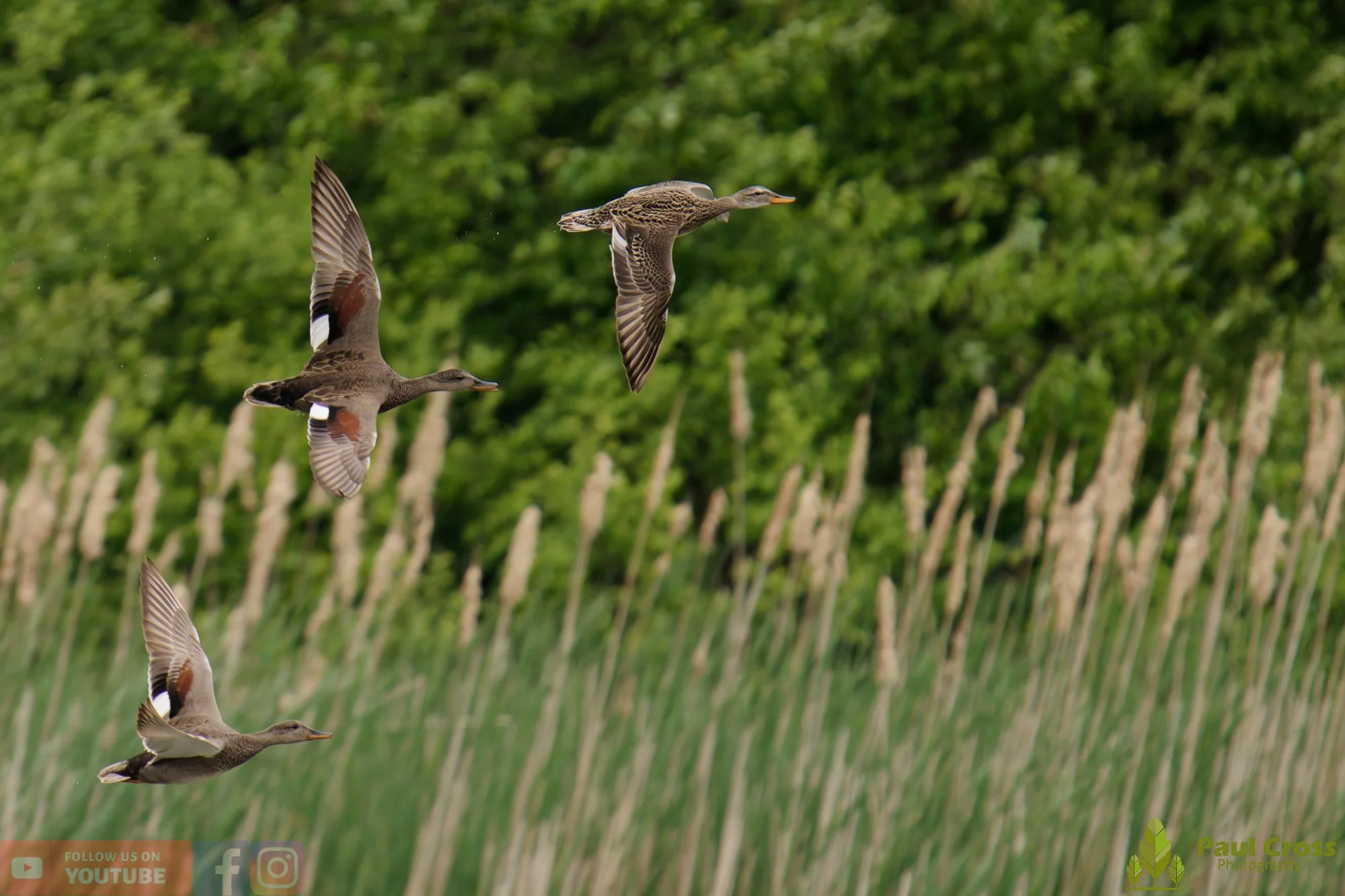 Gadwall-00296.jpg