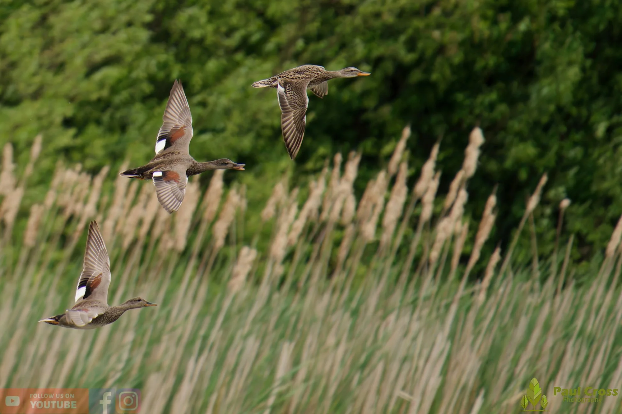 Gadwall-00297.jpg