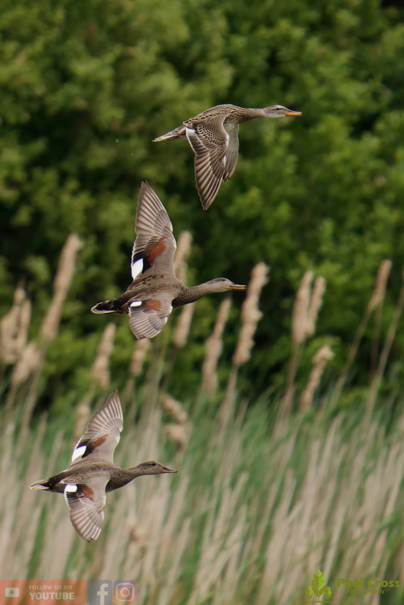 Gadwall-00298.jpg