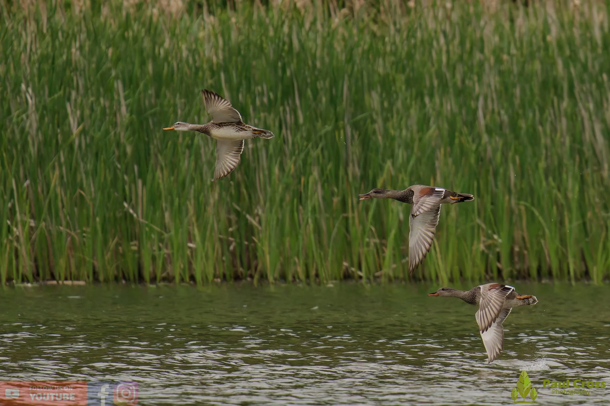 Gadwall-00299.jpg