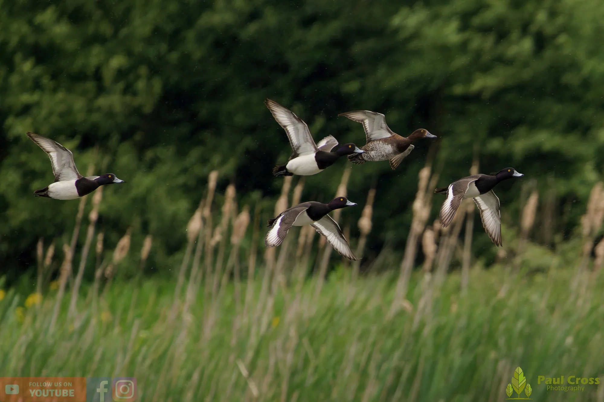 Tufted Duck-00253.jpg