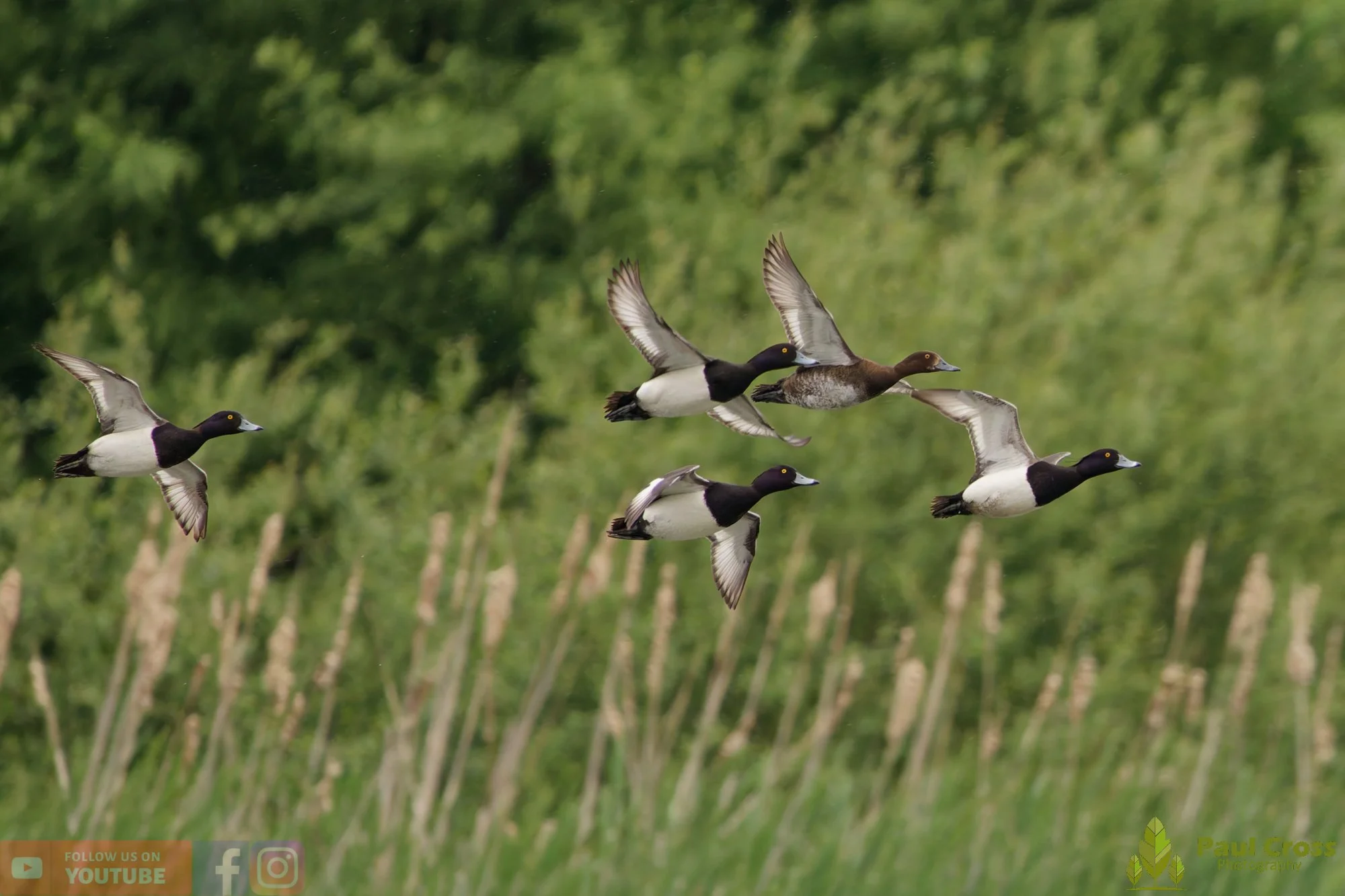 Tufted Duck-00254.jpg