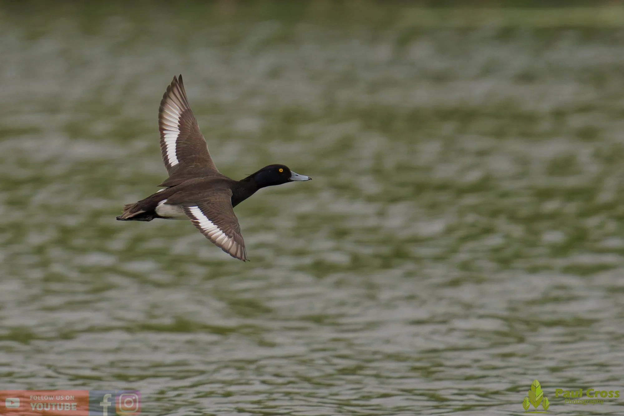 Tufted Duck-00255.jpg