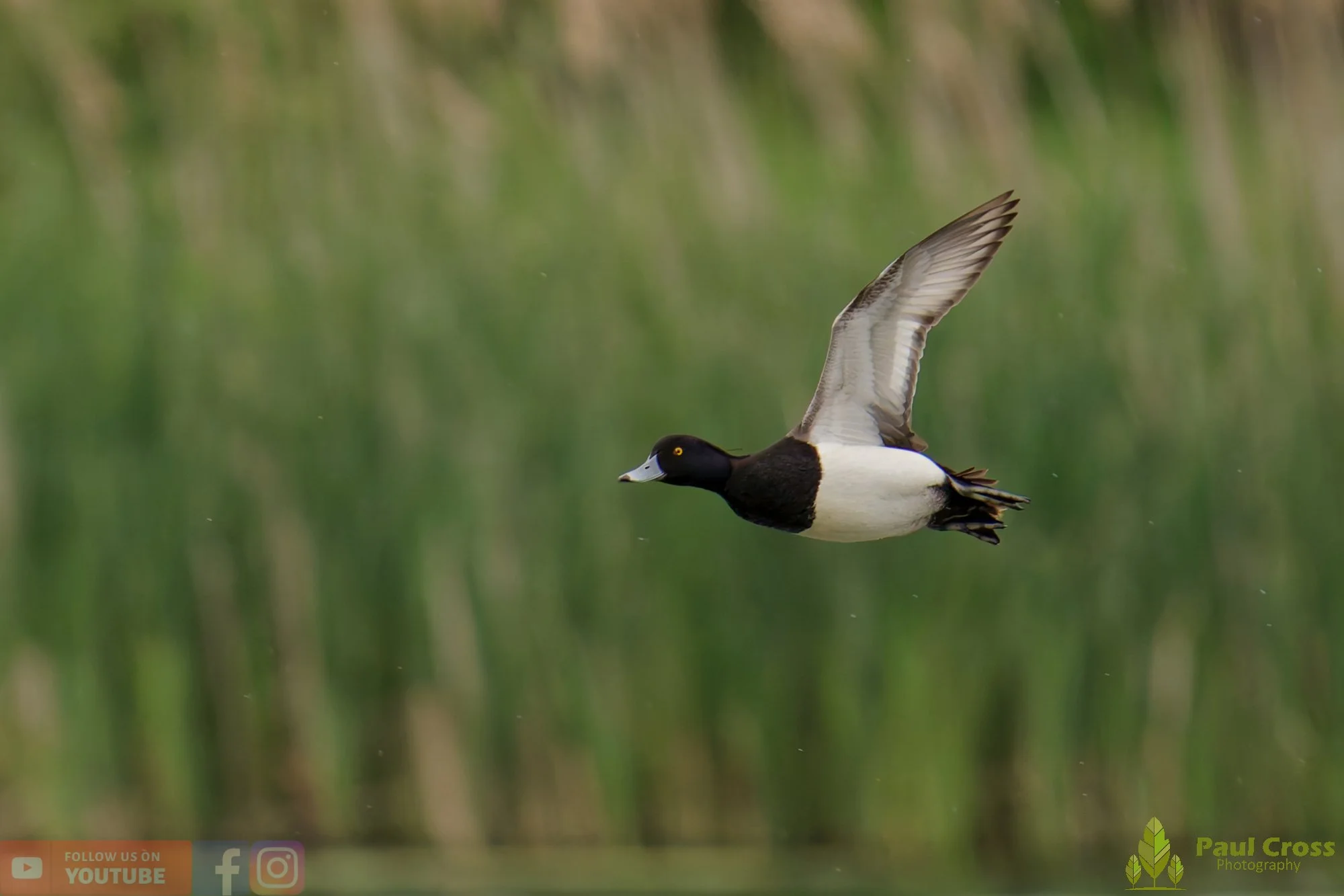 Tufted Duck-00257.jpg