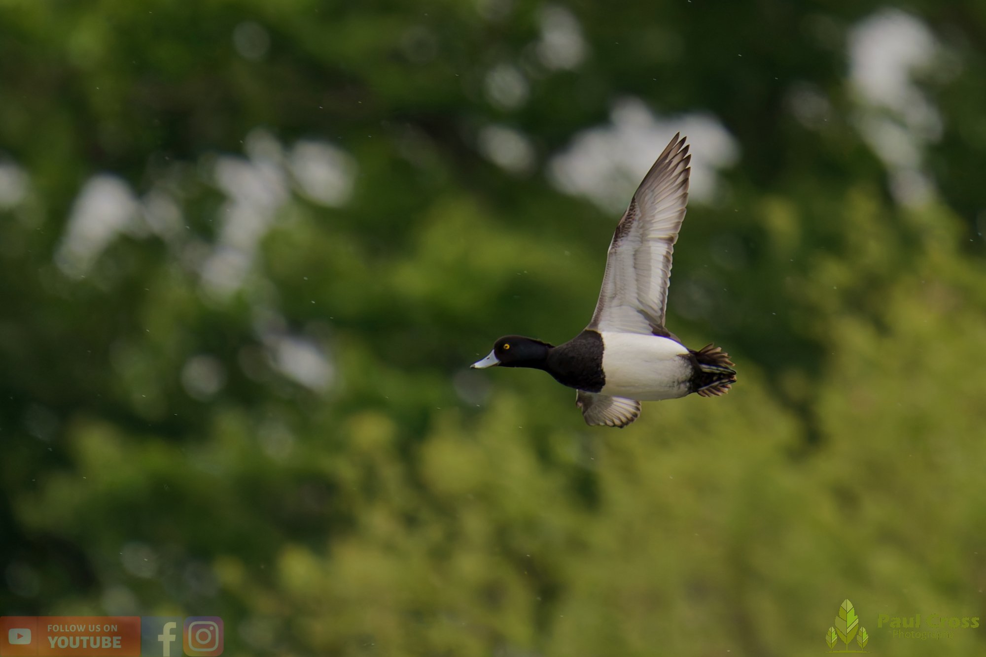 Tufted Duck-00256.jpg
