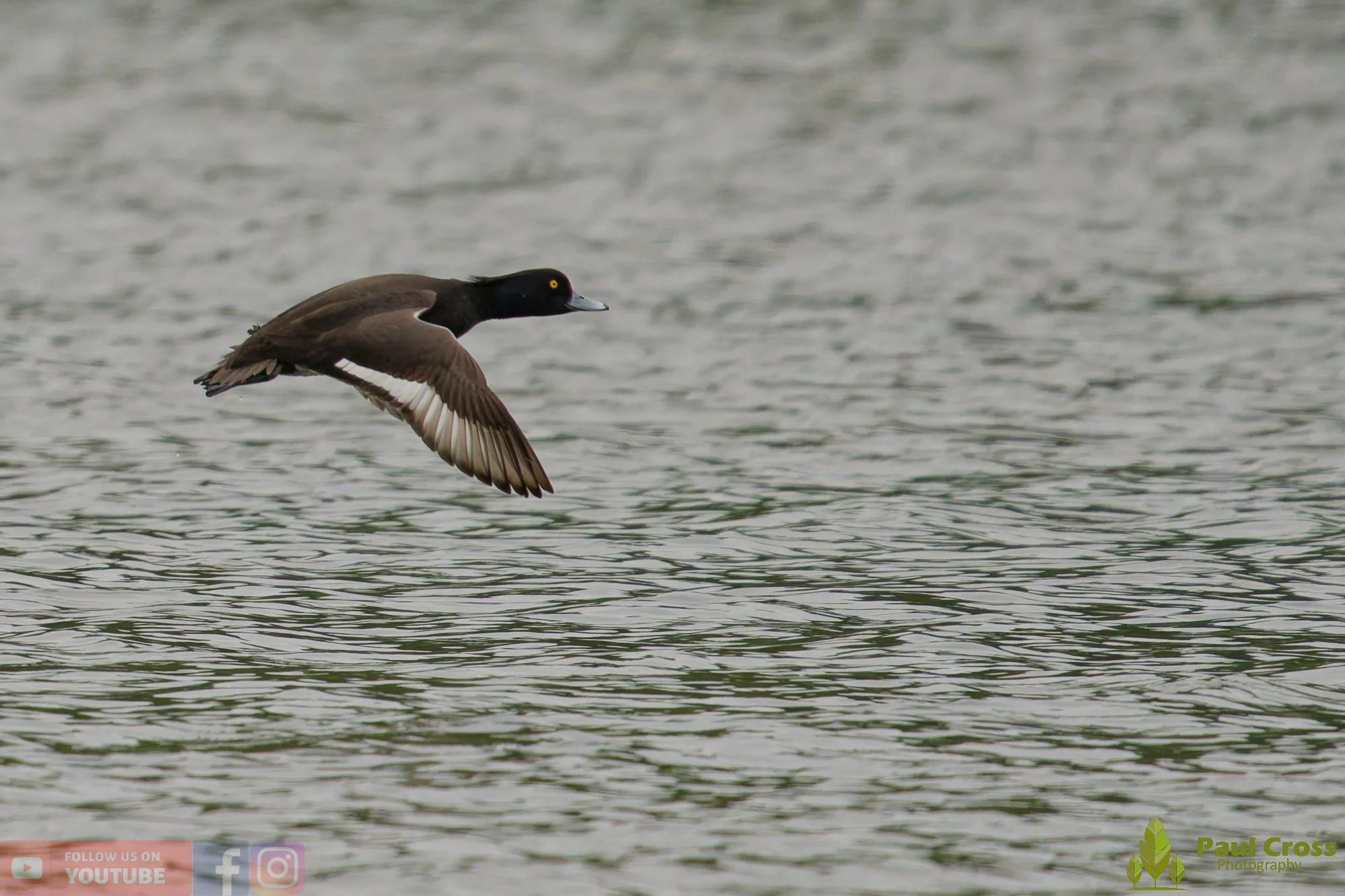 Tufted Duck-00258.jpg