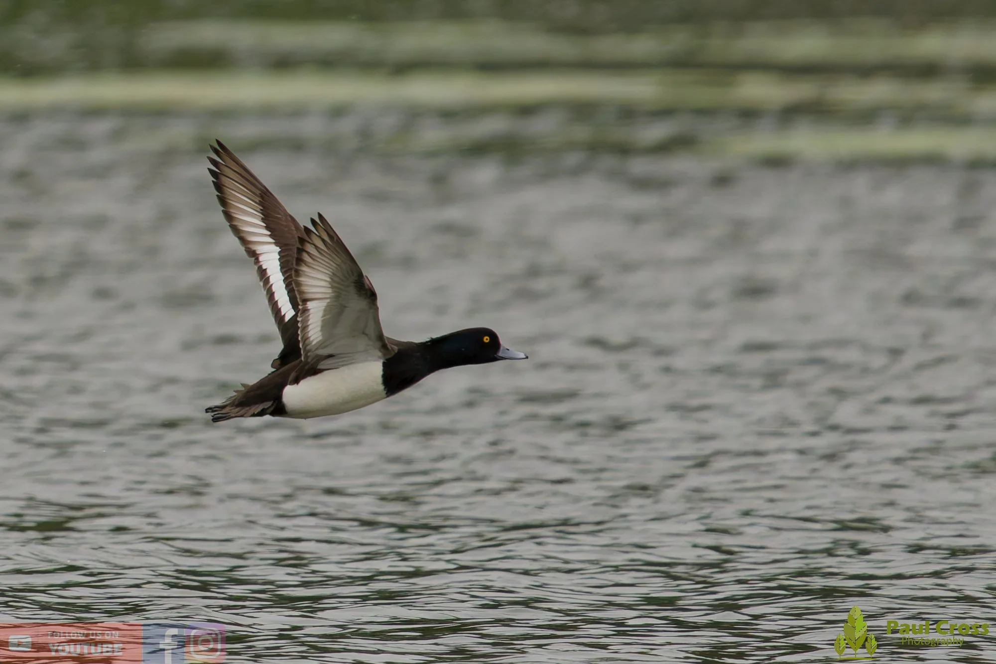 Tufted Duck-00259.jpg