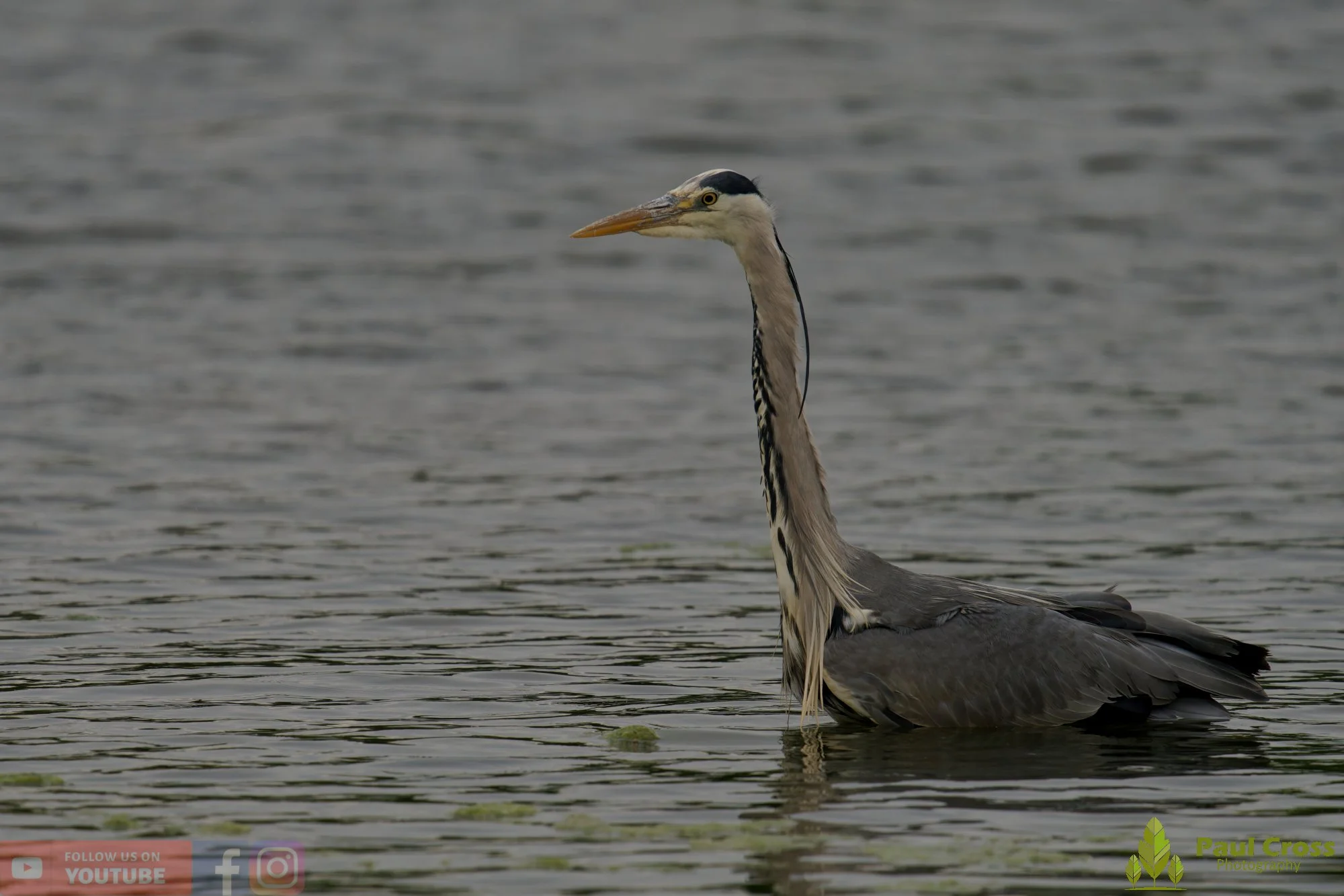 Grey Heron-00729.jpg