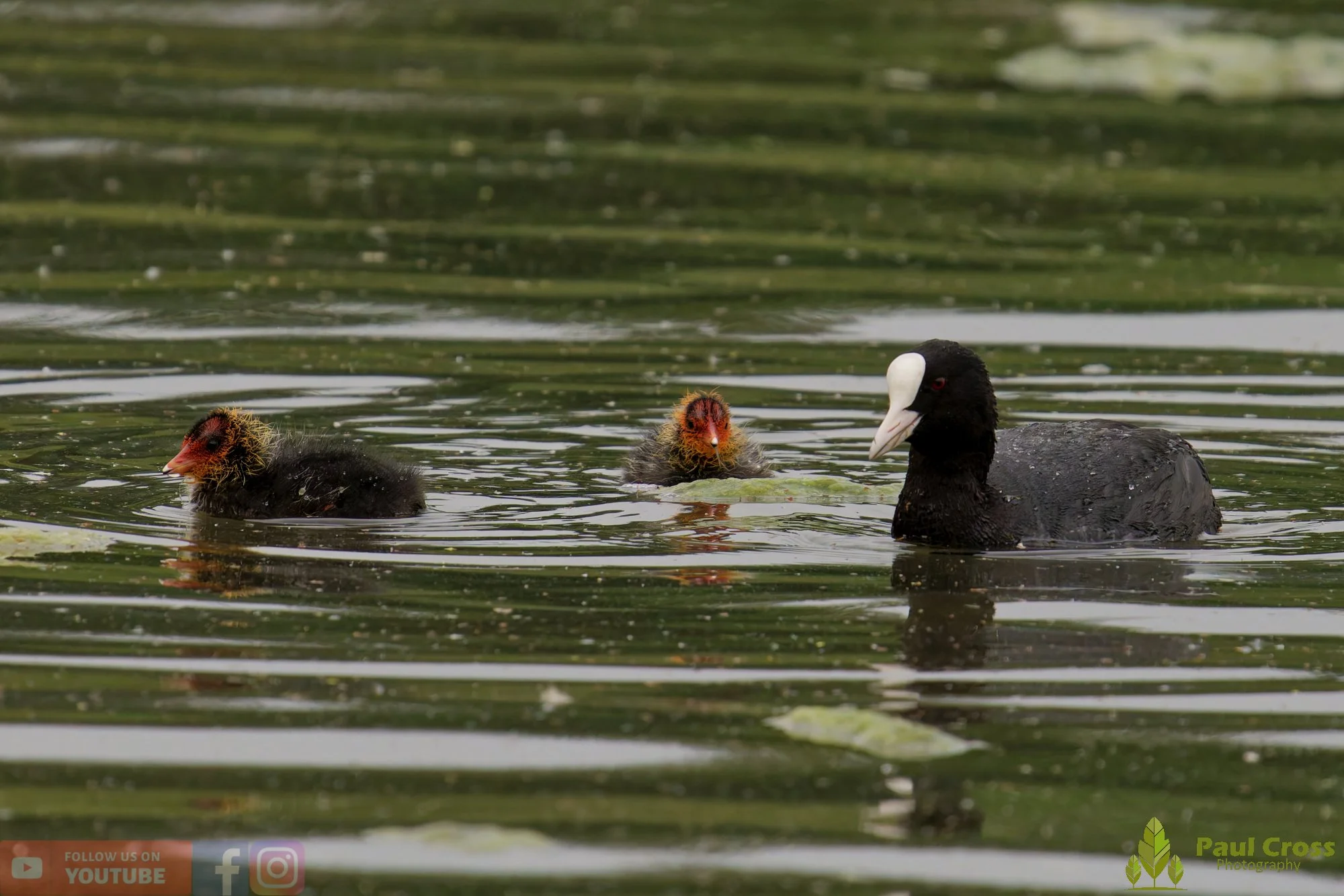 Coot-00612.jpg