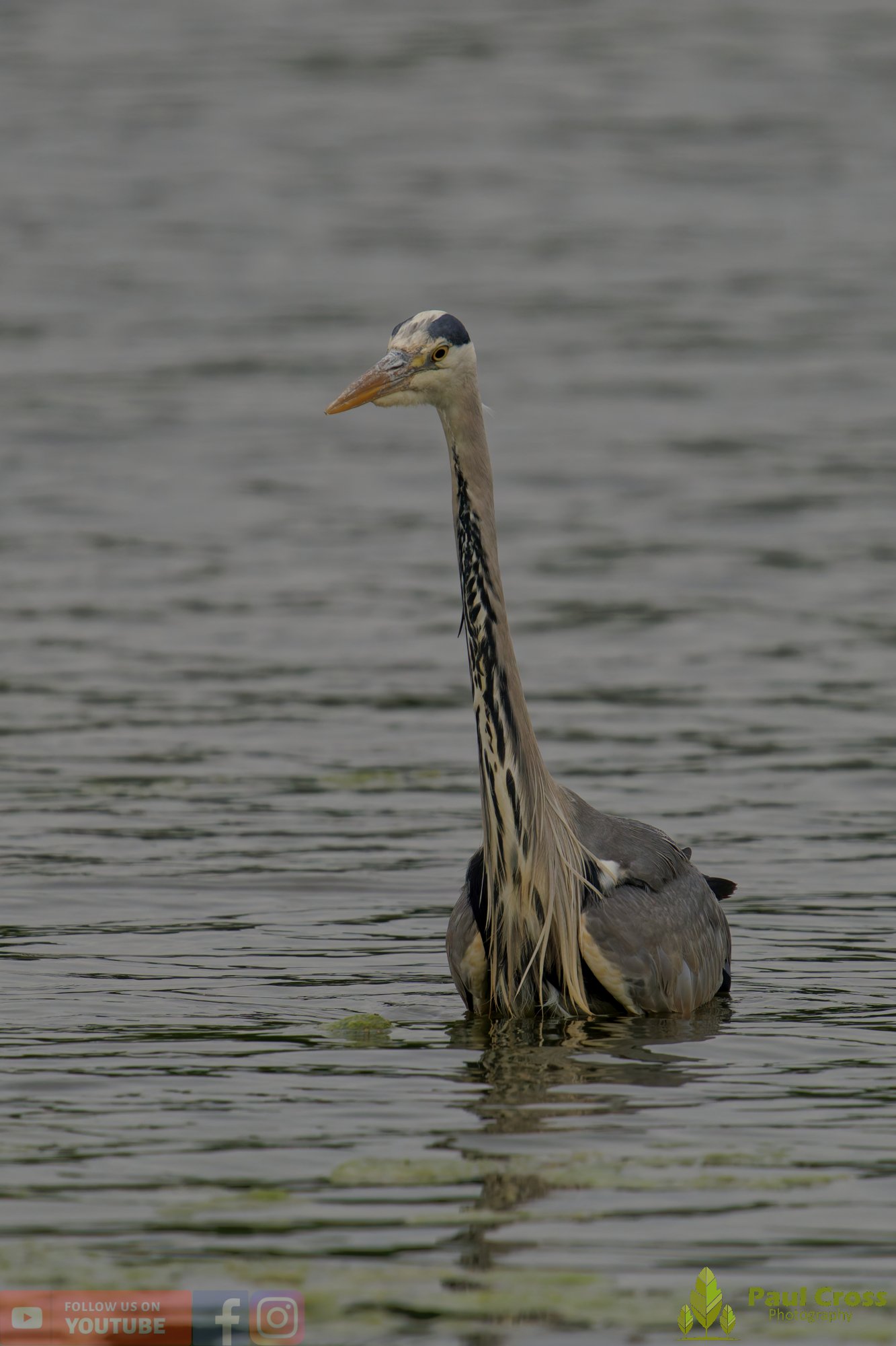 Grey Heron-00730.jpg