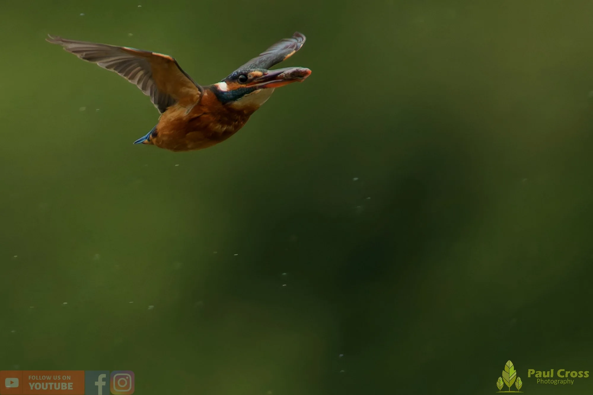 Kingfisher-00732.jpg