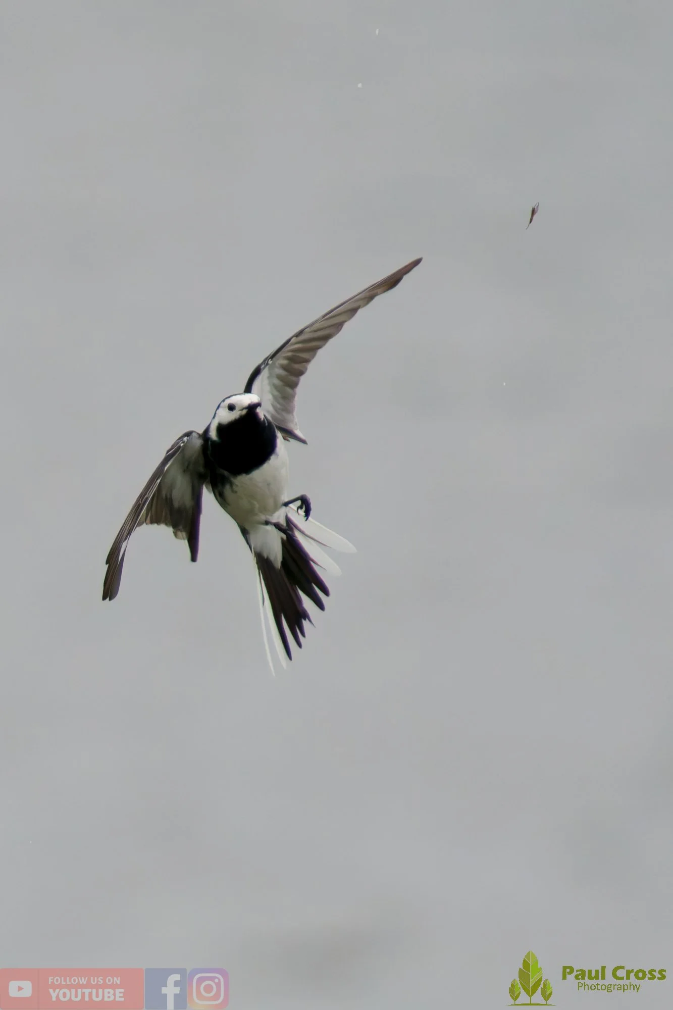 Pied Wagtail-00103.jpg