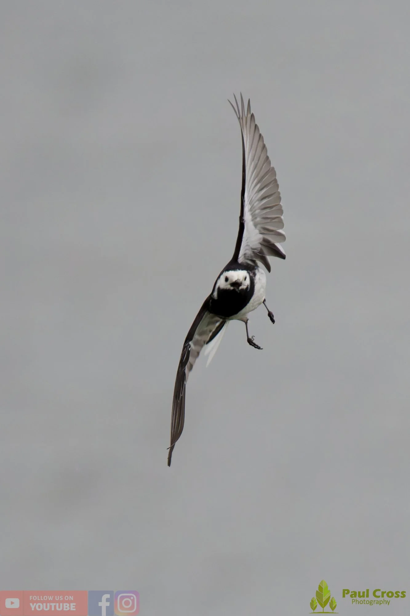Pied Wagtail-00104.jpg