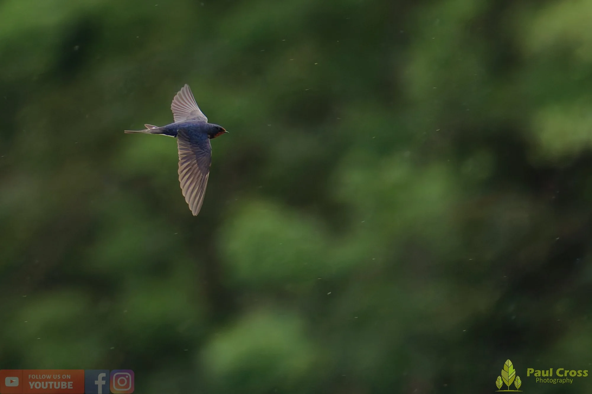 Swallow-00523.jpg