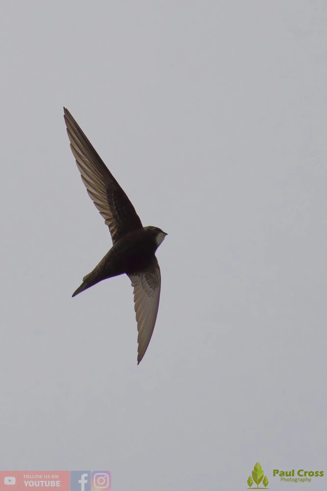 Swift-00089.jpg