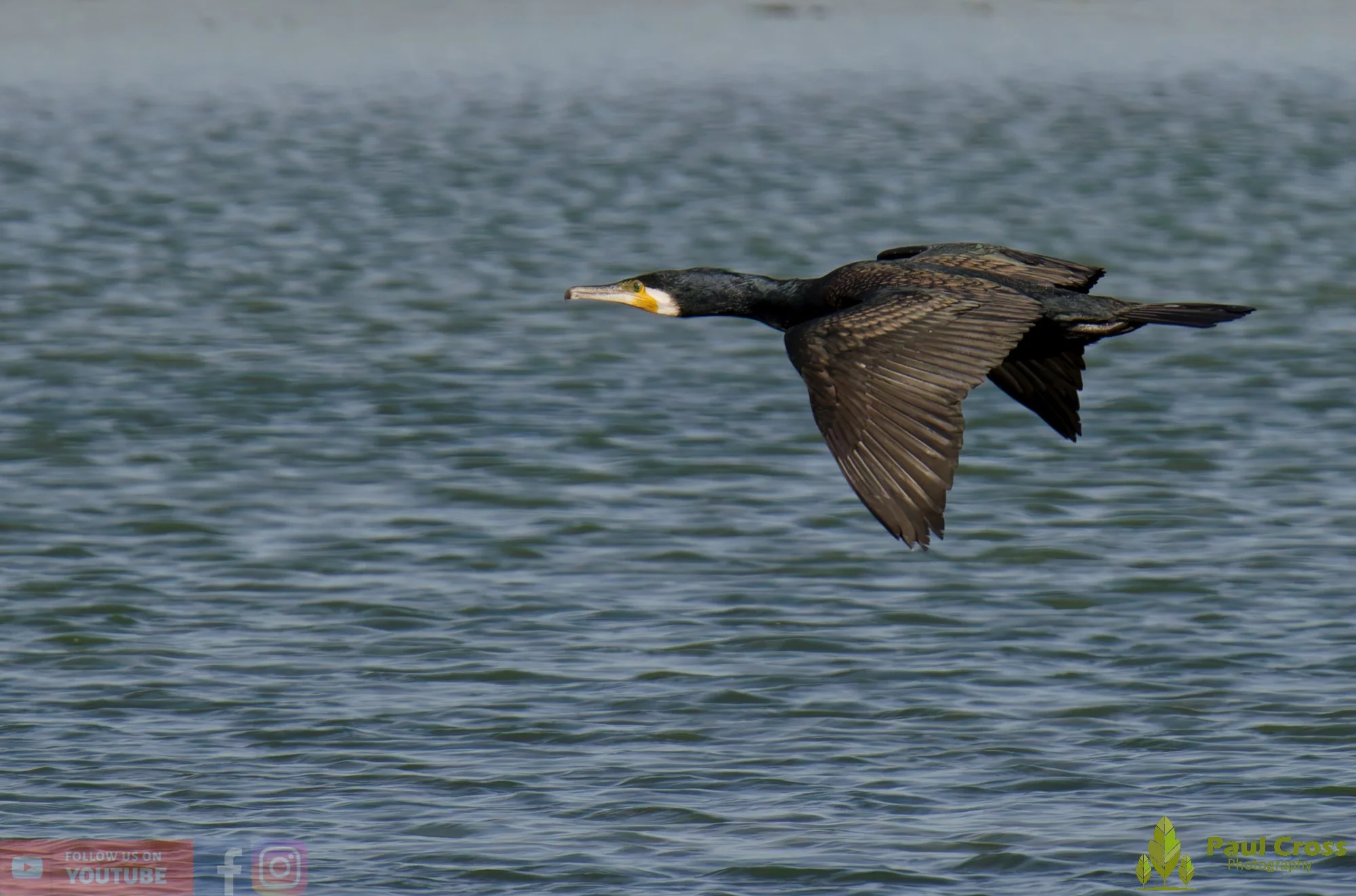 Cormorant-00393.jpg