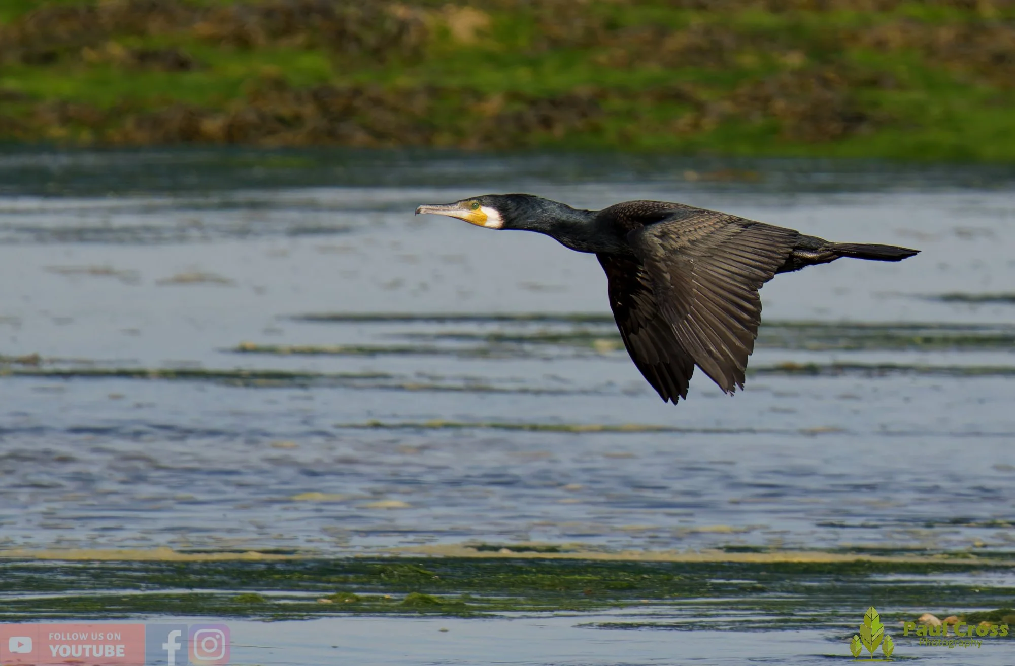 Cormorant-00392.jpg