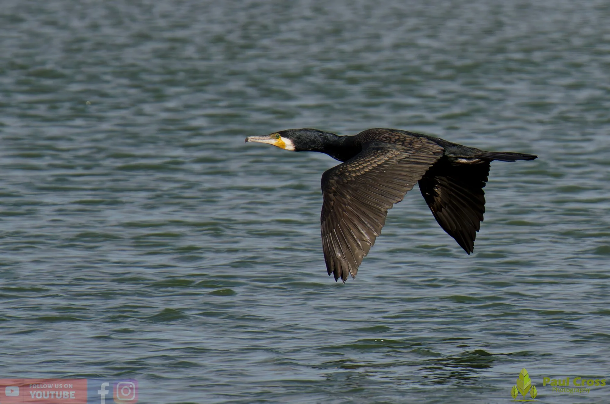 Cormorant-00394.jpg