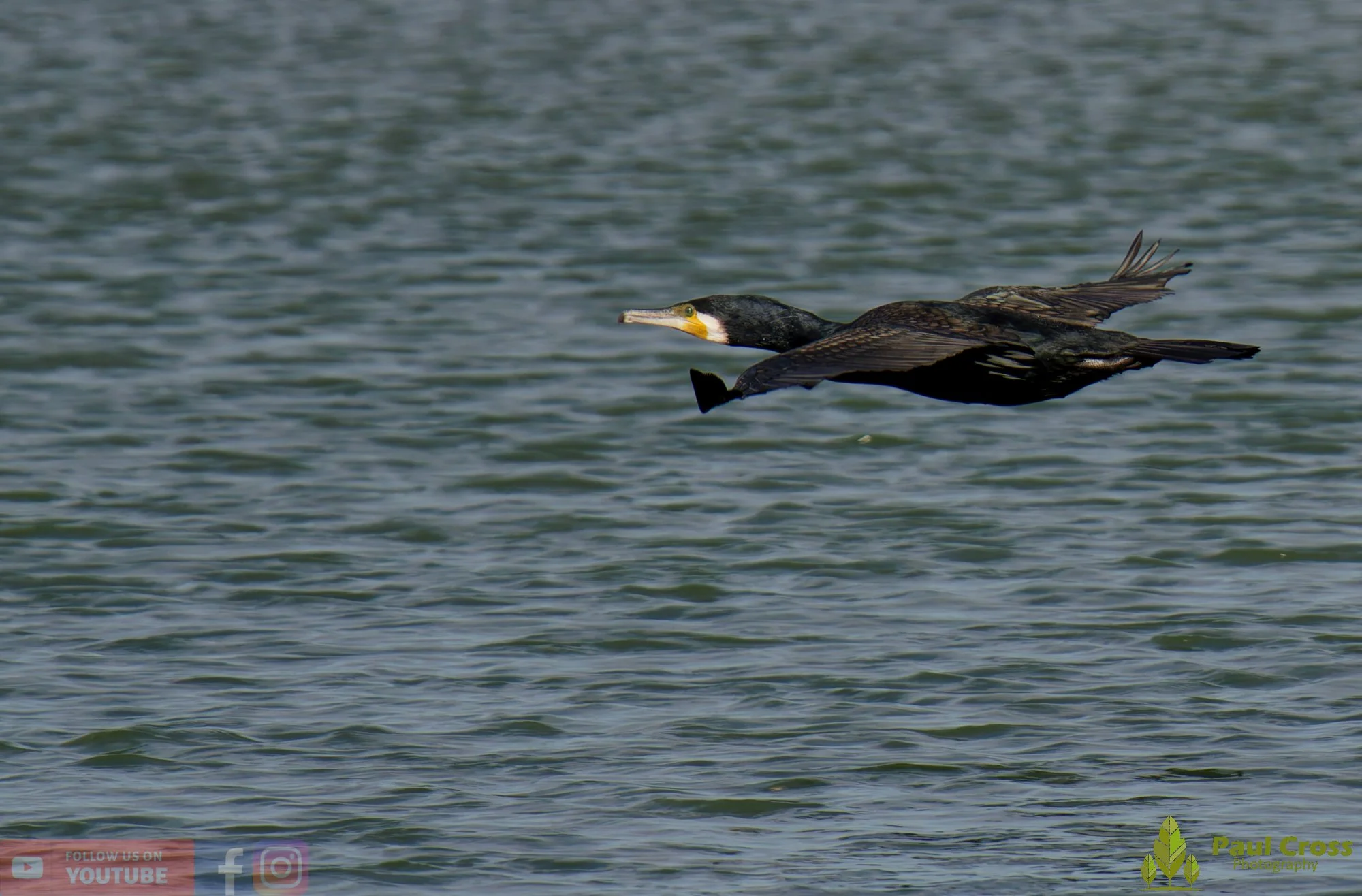 Cormorant-00395.jpg