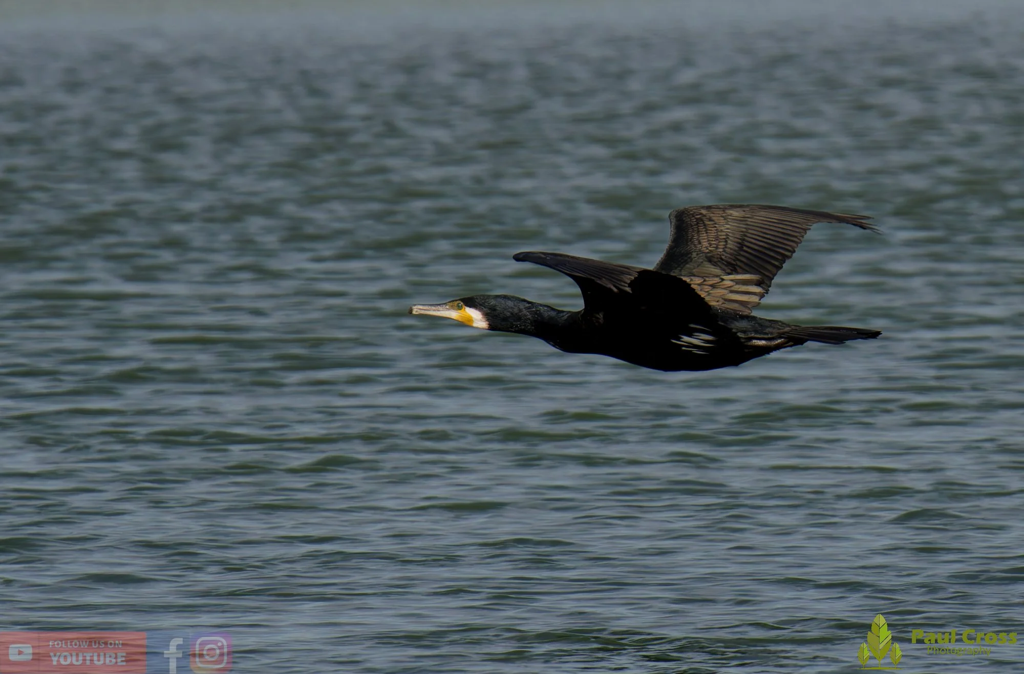 Cormorant-00396.jpg