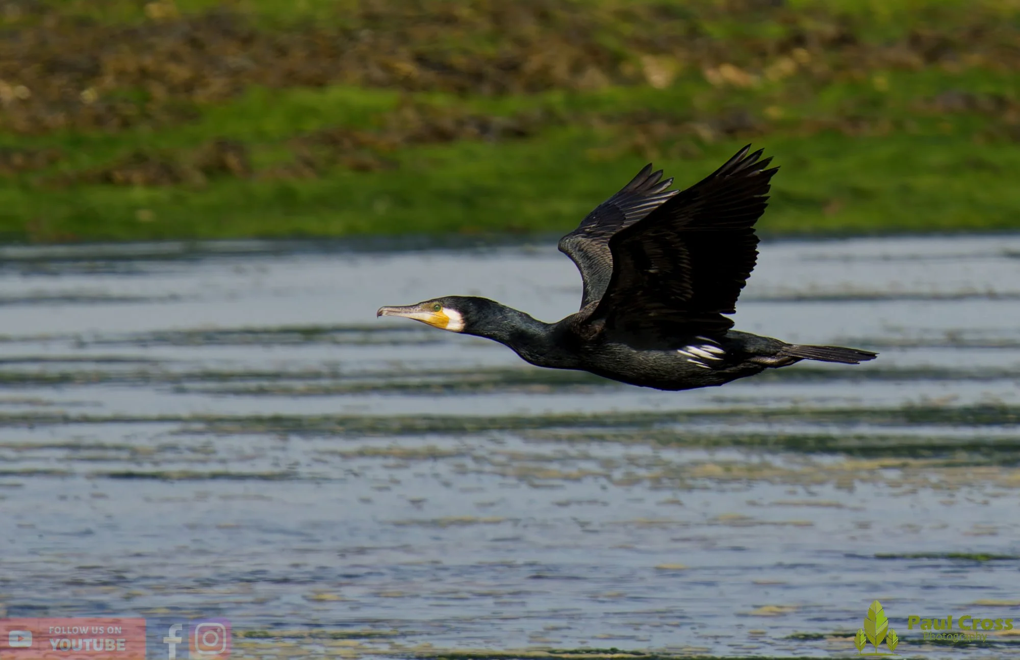 Cormorant-00397.jpg