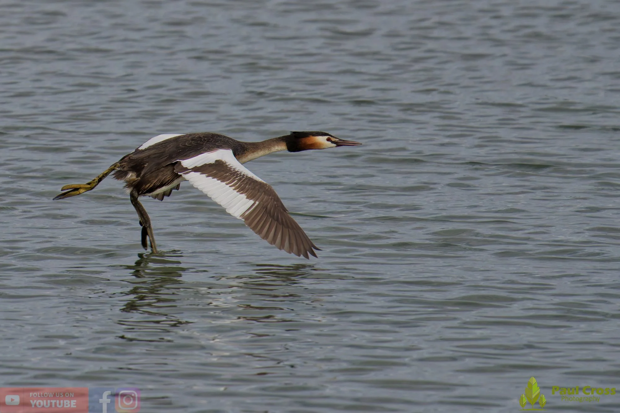 Great Crested Grebe-01160.jpg
