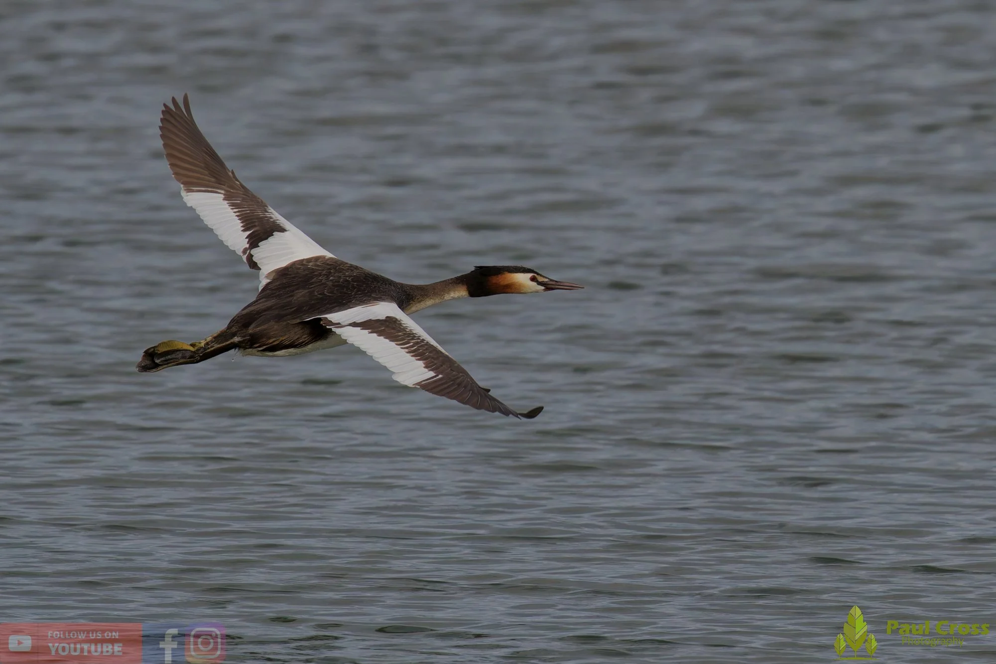 Great Crested Grebe-01161.jpg