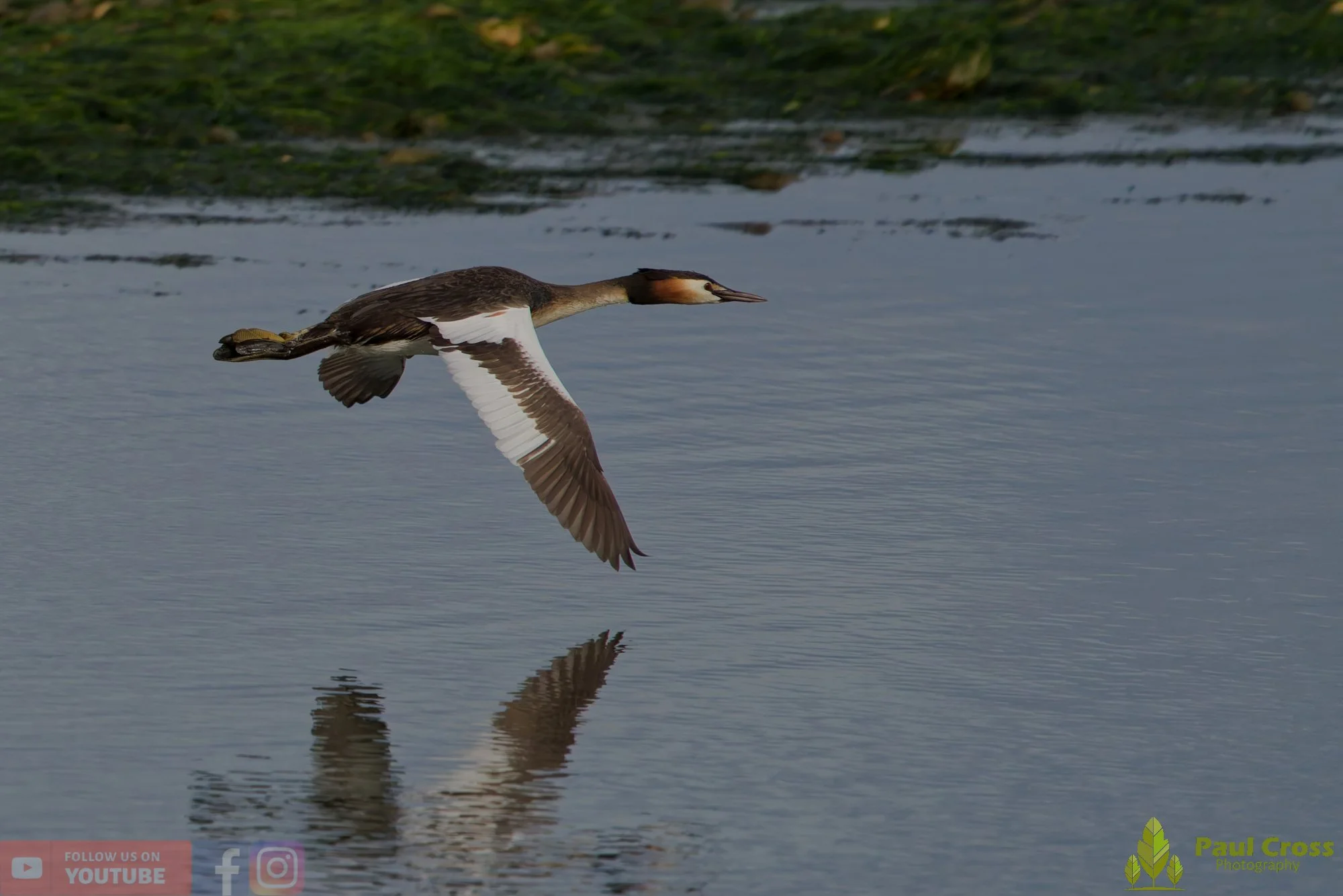 Great Crested Grebe-01162.jpg