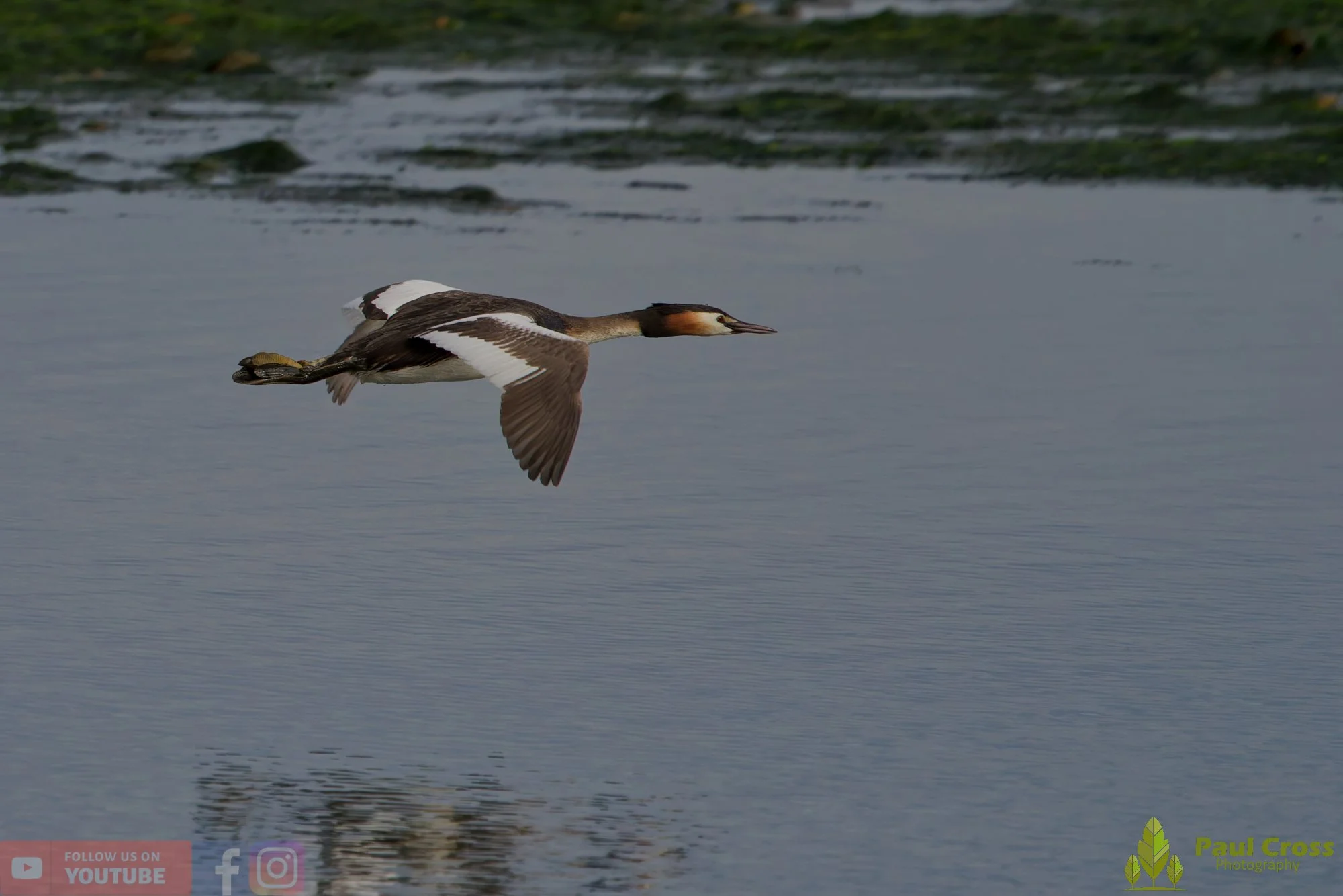 Great Crested Grebe-01163.jpg