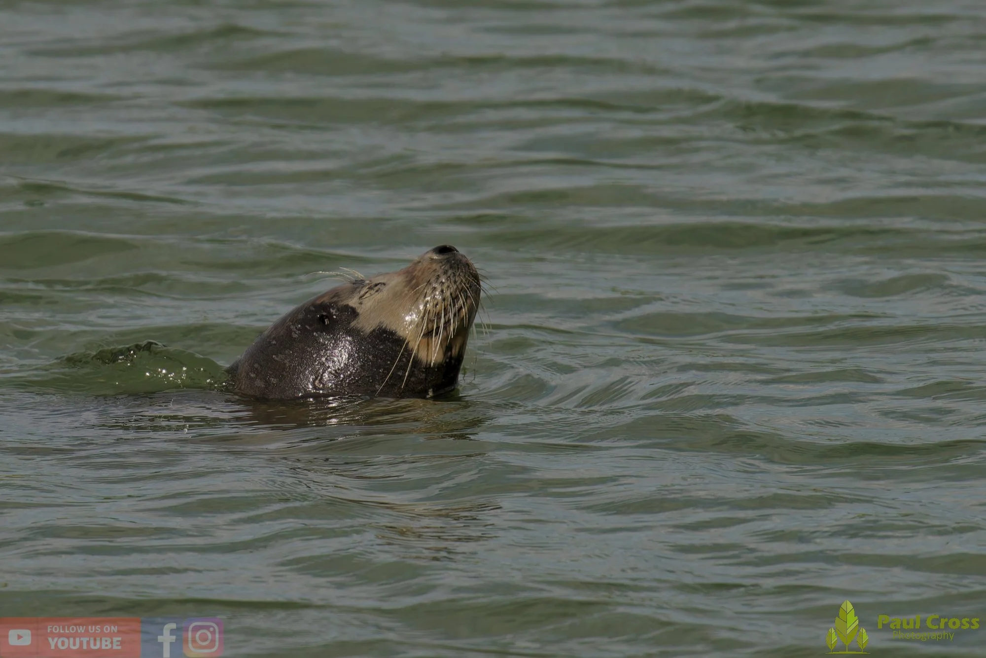 Harbour Seal-00032.jpg