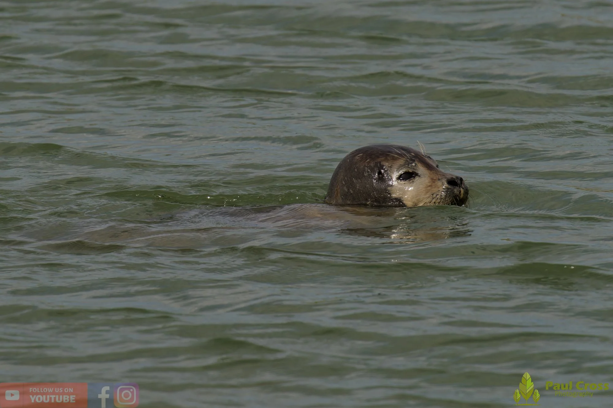Harbour Seal-00033.jpg