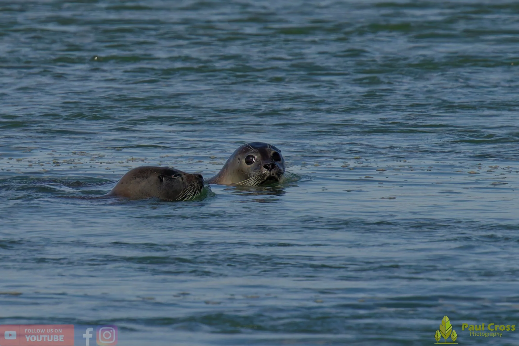 Harbour Seal-00034.jpg
