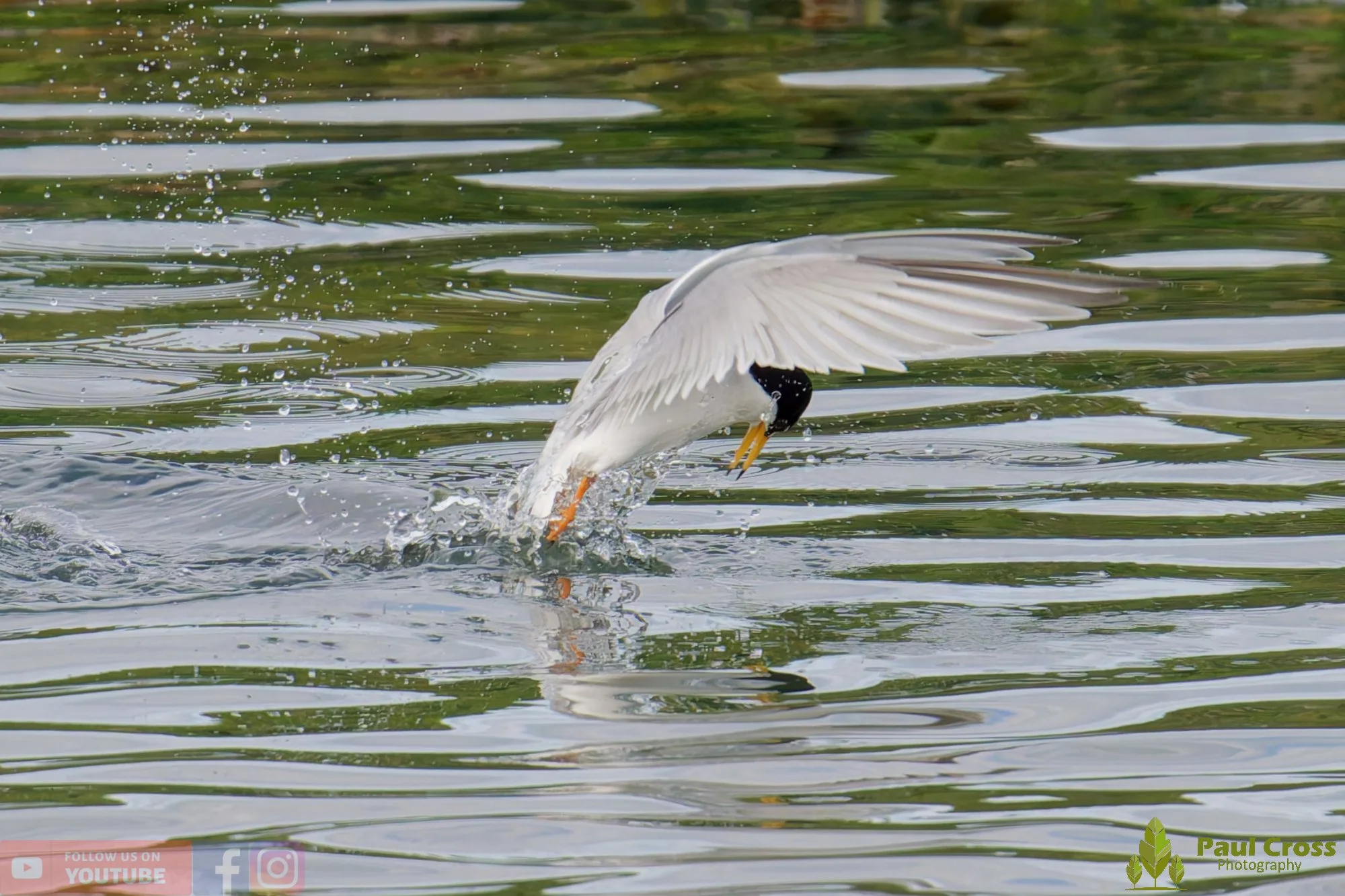 Little Tern-00275.jpg