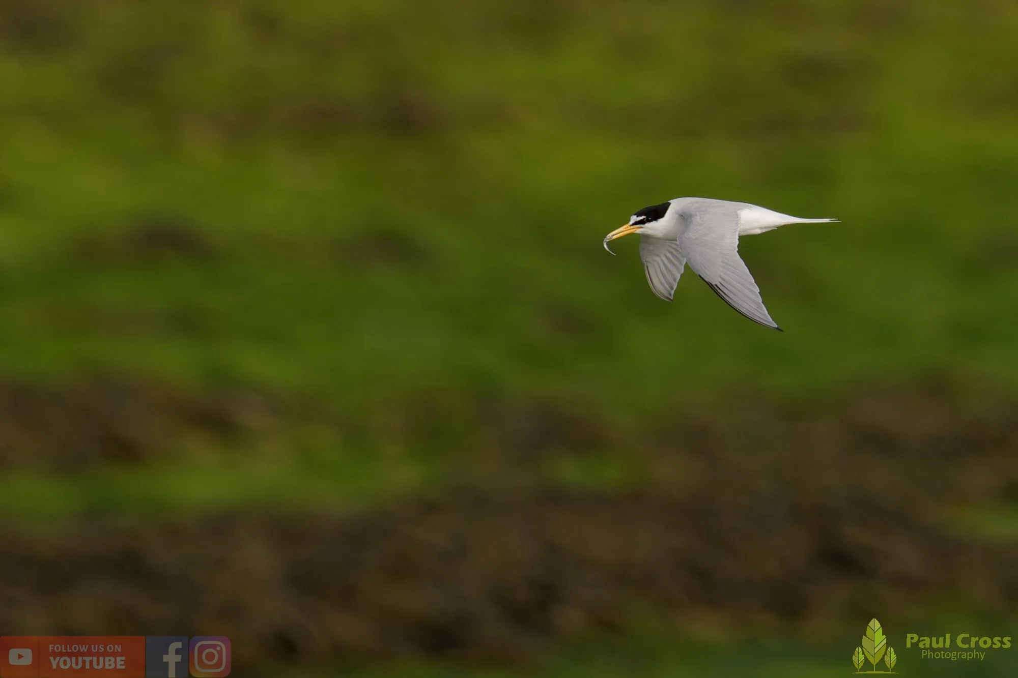 Little Tern-00276.jpg
