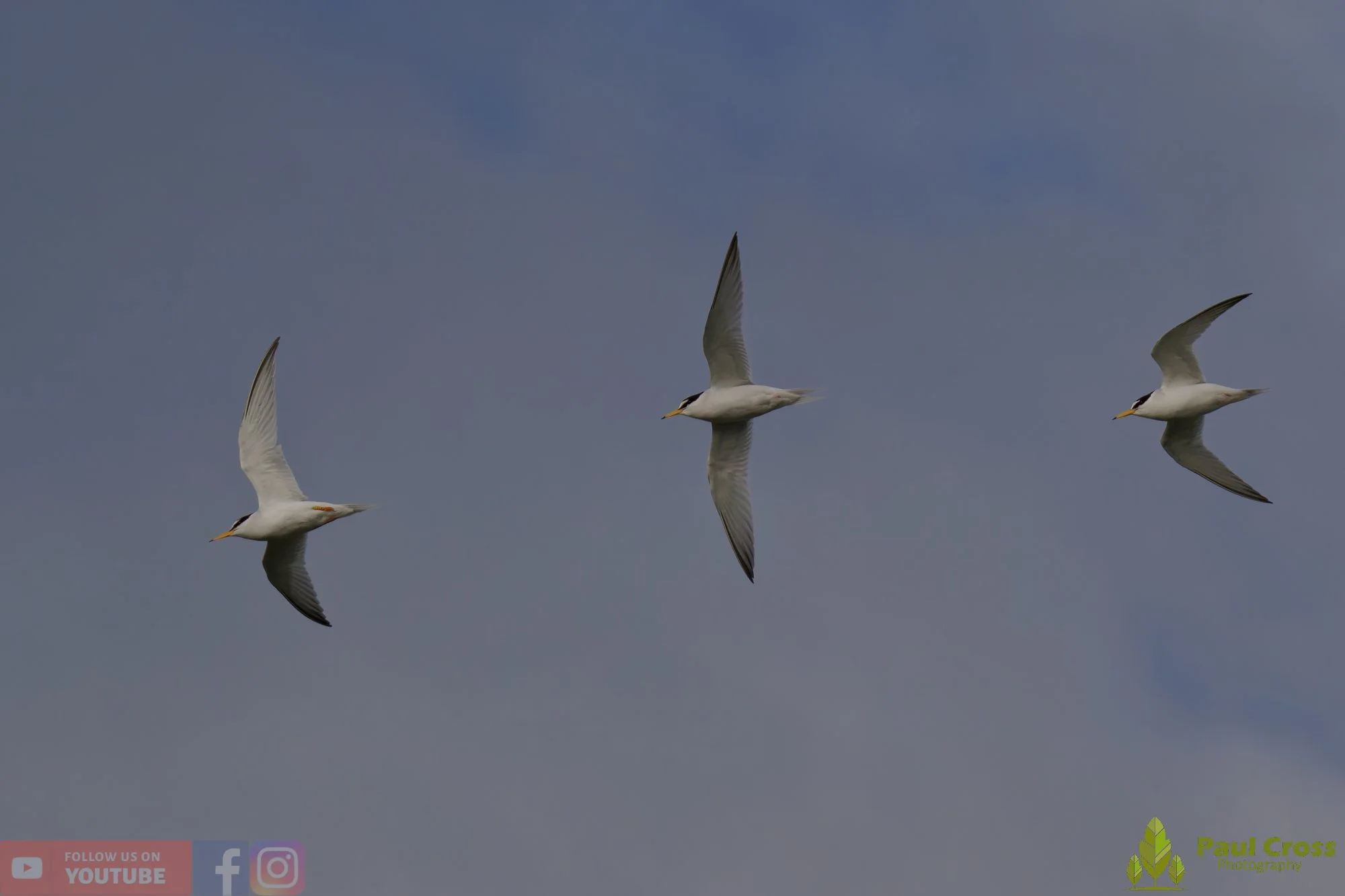 Little Tern-00291.jpg