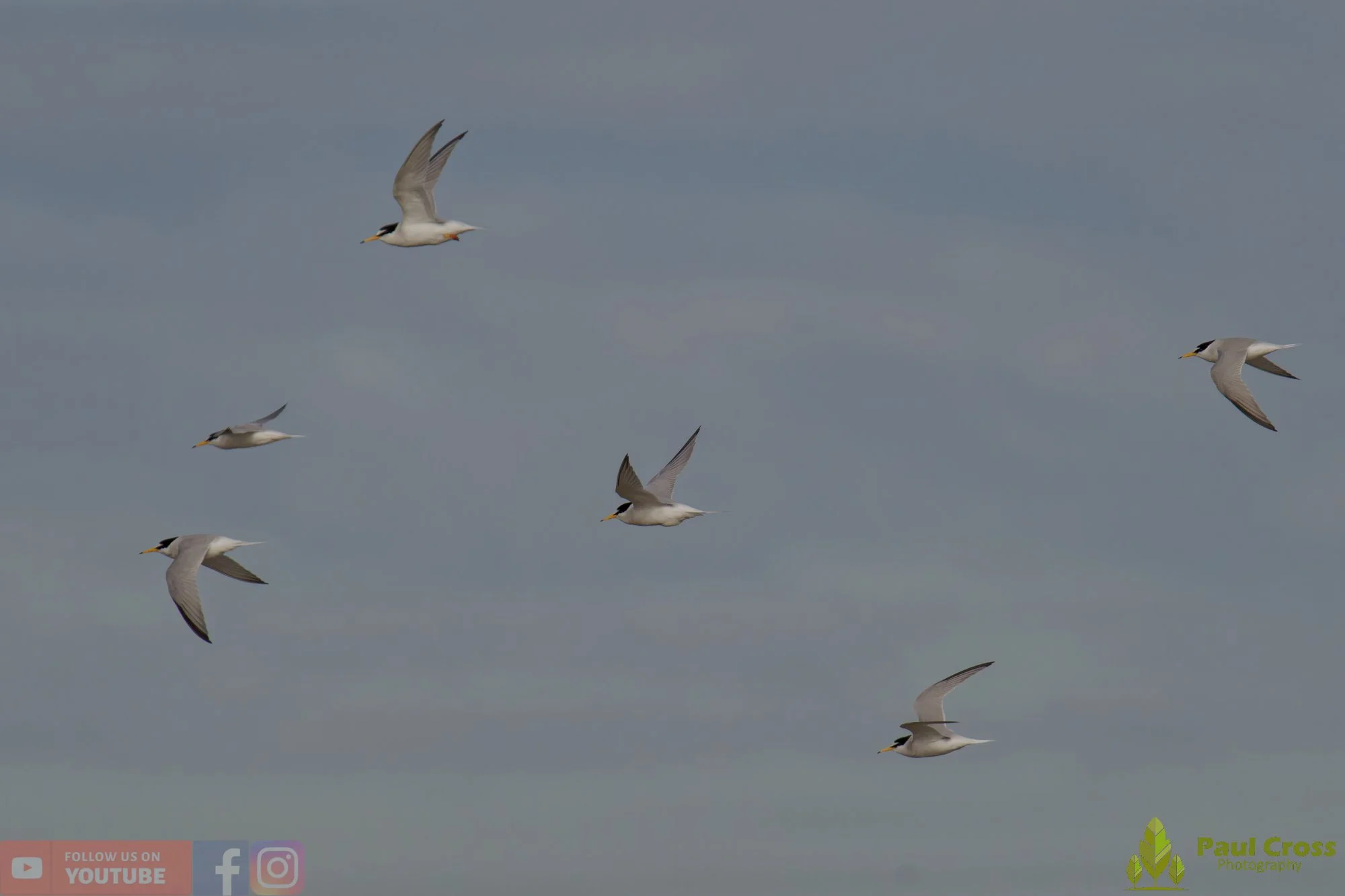 Little Tern-00292.jpg