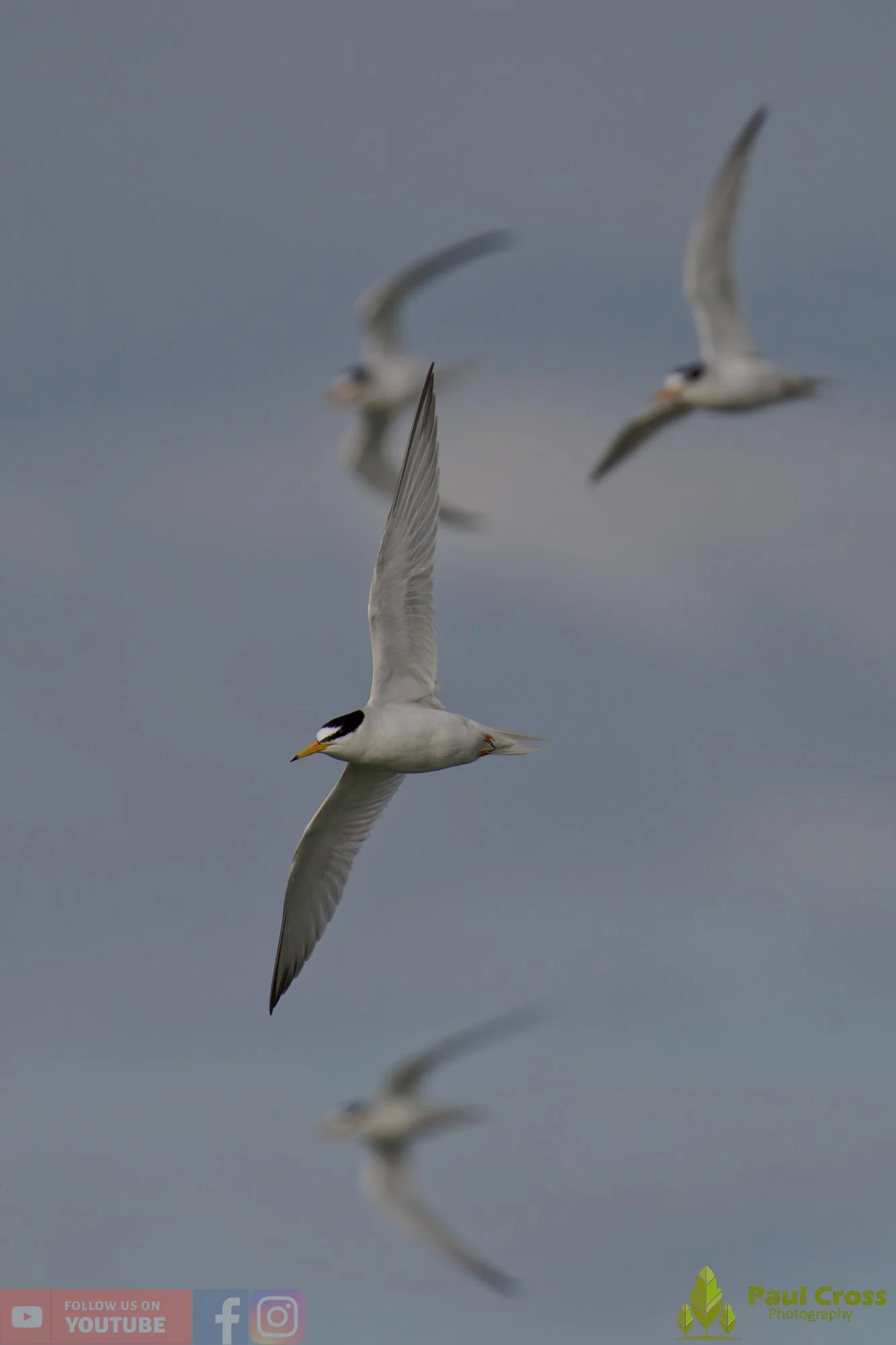 Little Tern-00293.jpg