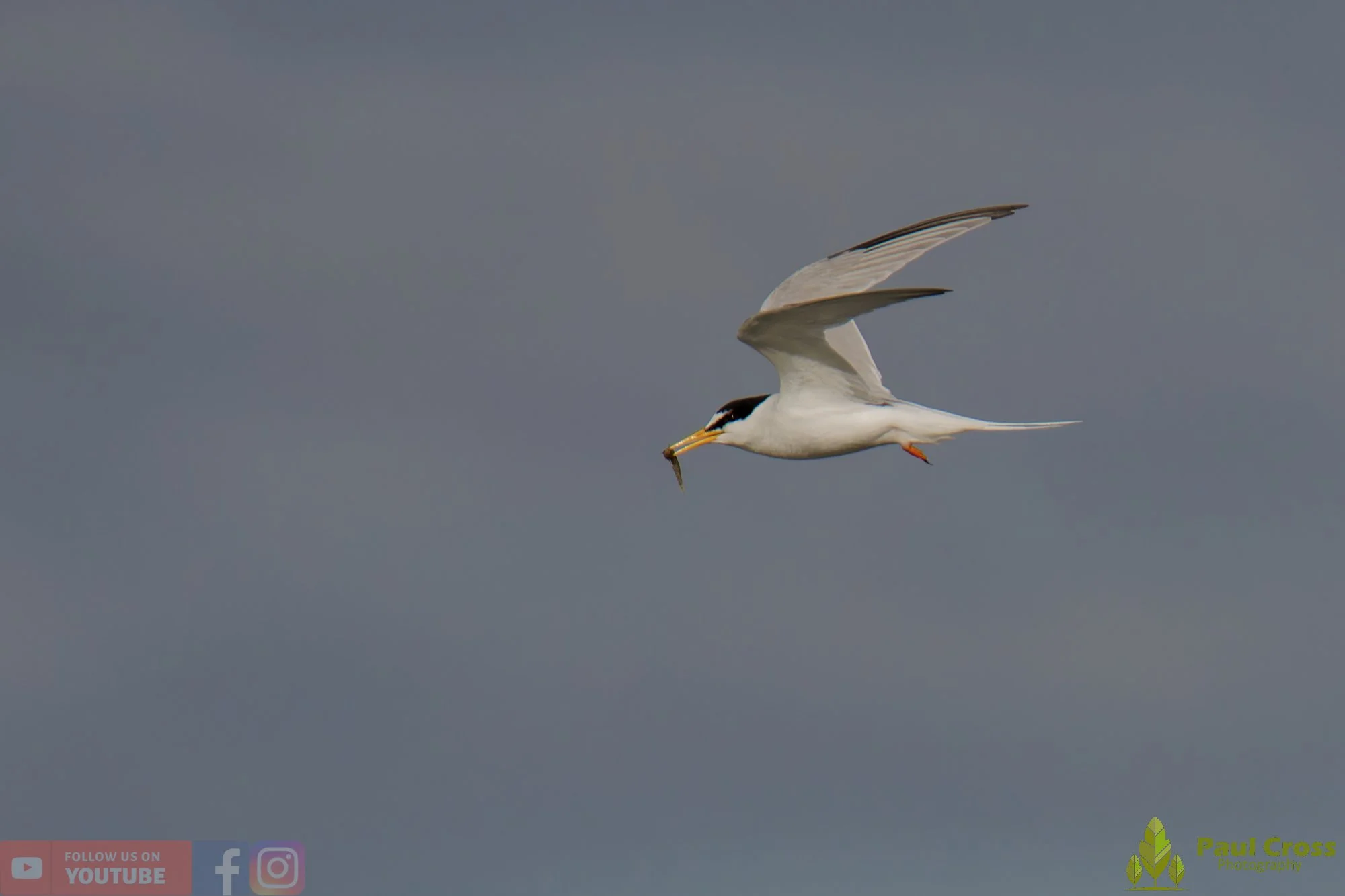 Little Tern-00296.jpg