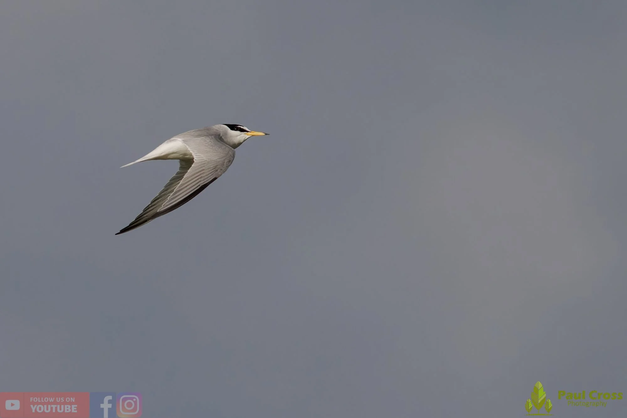 Little Tern-00300.jpg