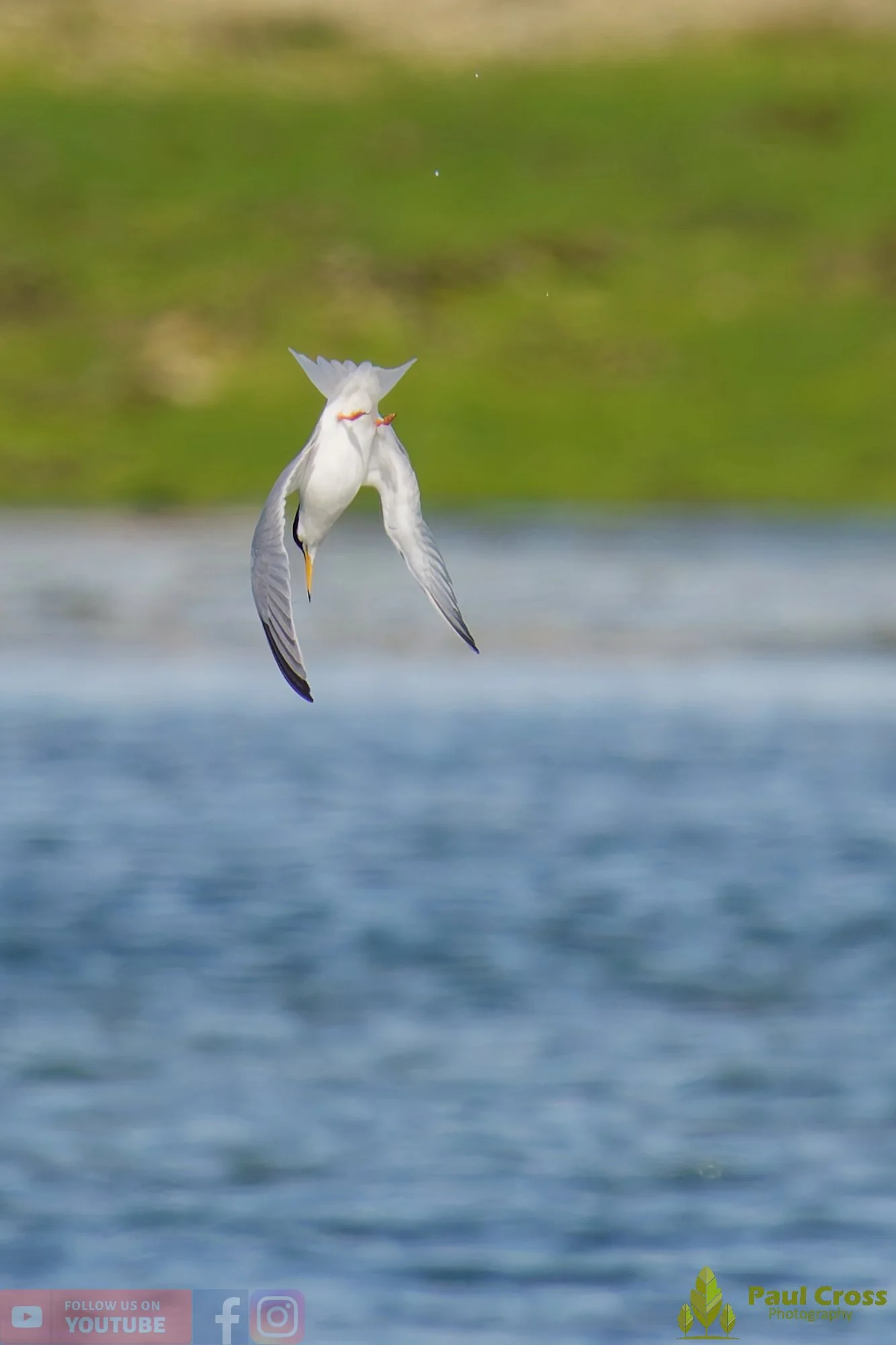 Little Tern-00302.jpg