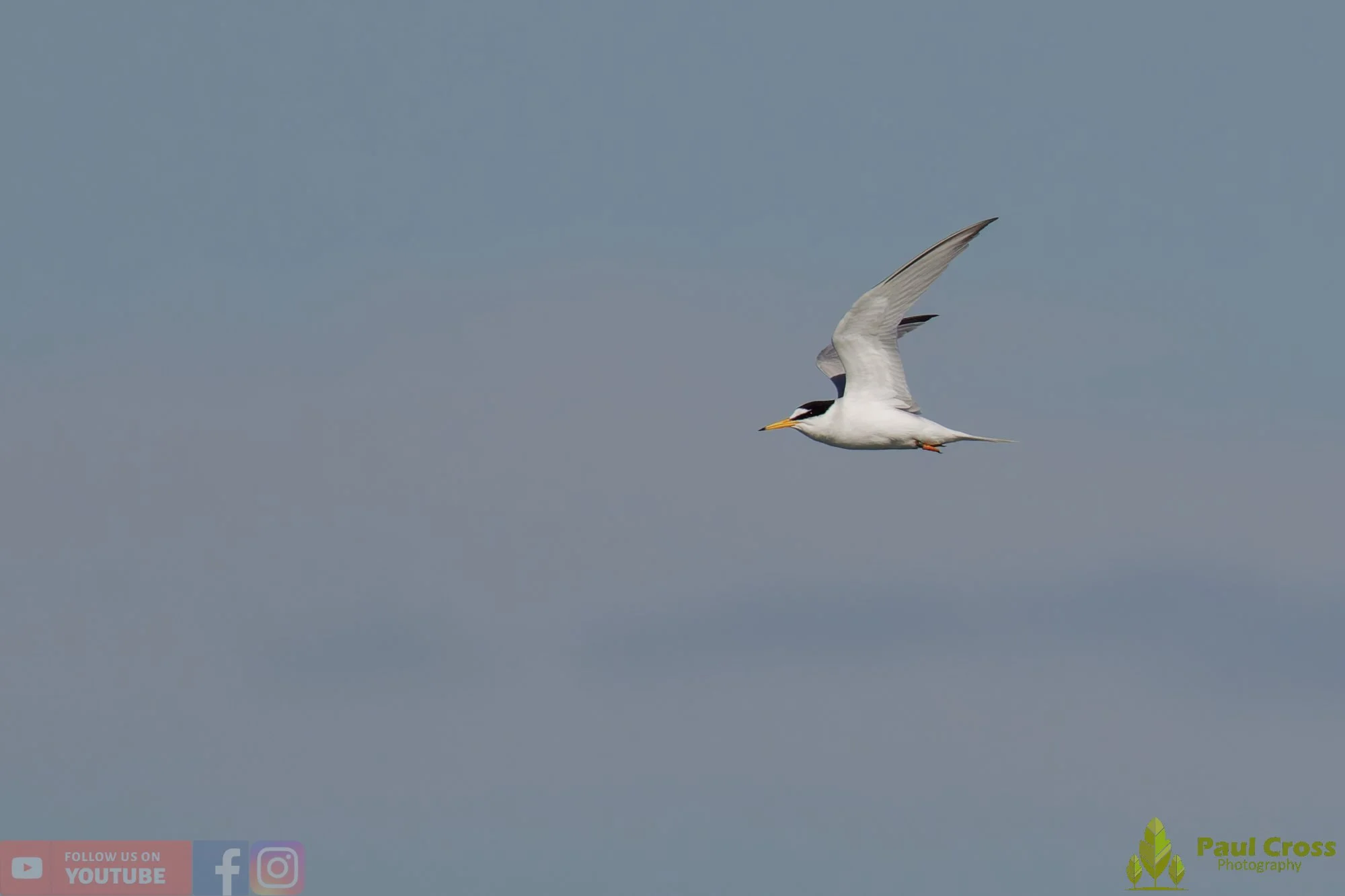 Little Tern-00303.jpg