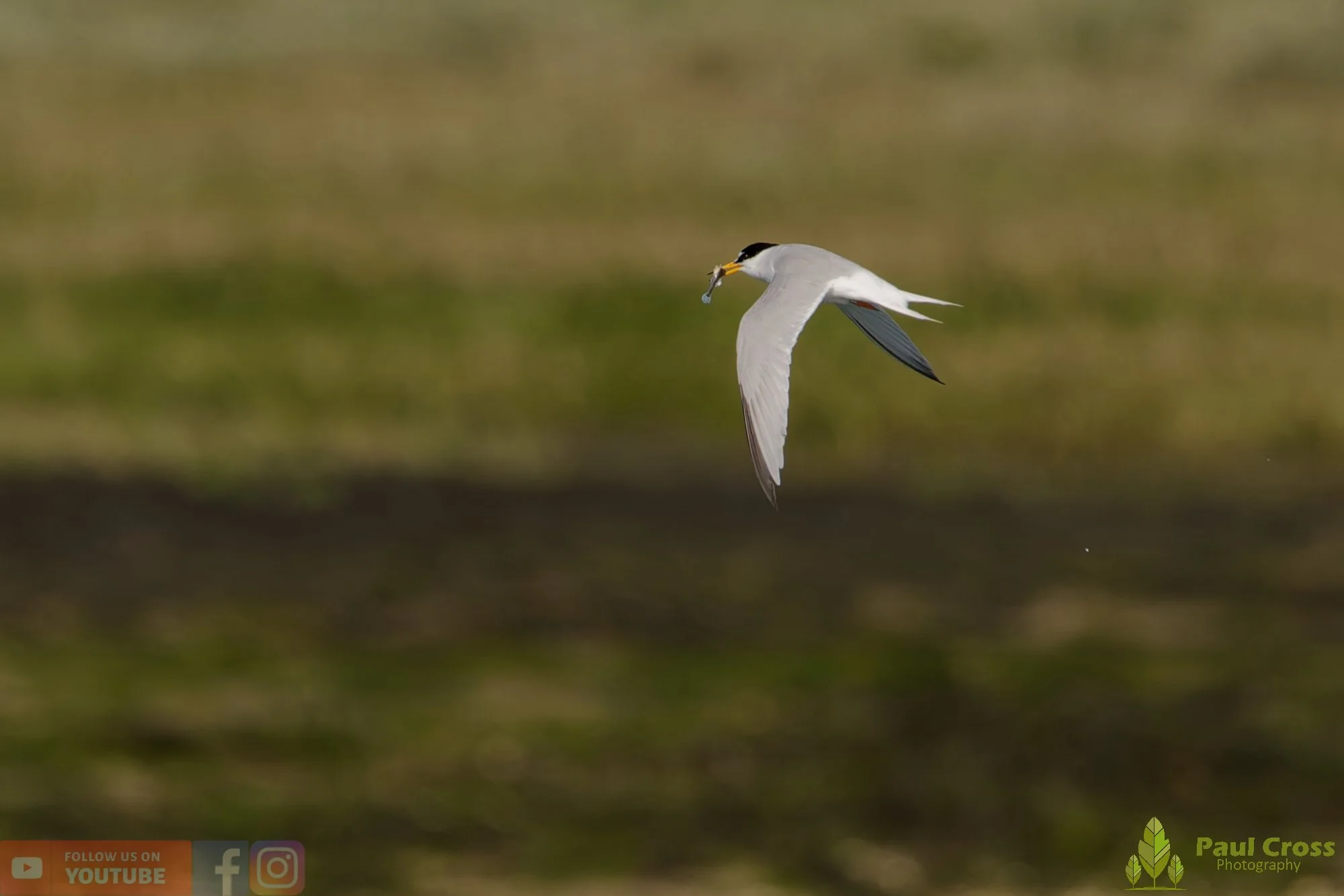 Little Tern-00304.jpg